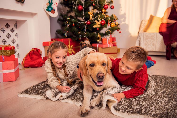 Dog-Friendly Christmas Cottages