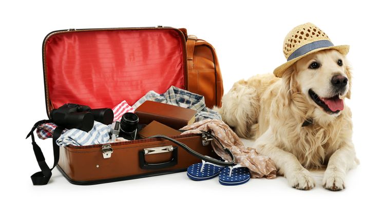 Holidaymakers Choosing To Leave Pets At Home 