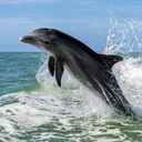Dolphin Villas