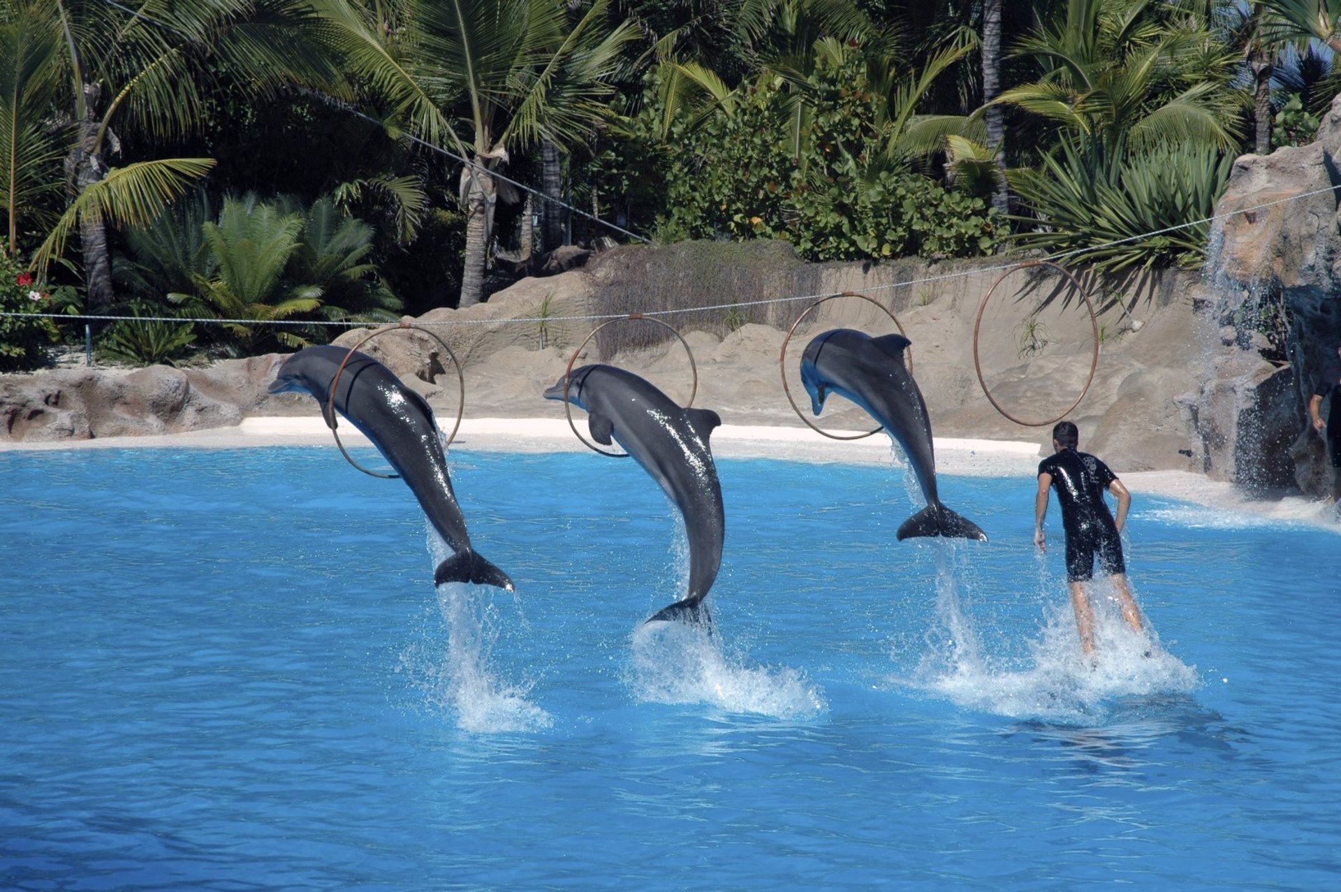 Make a splash at Palma Aquarium