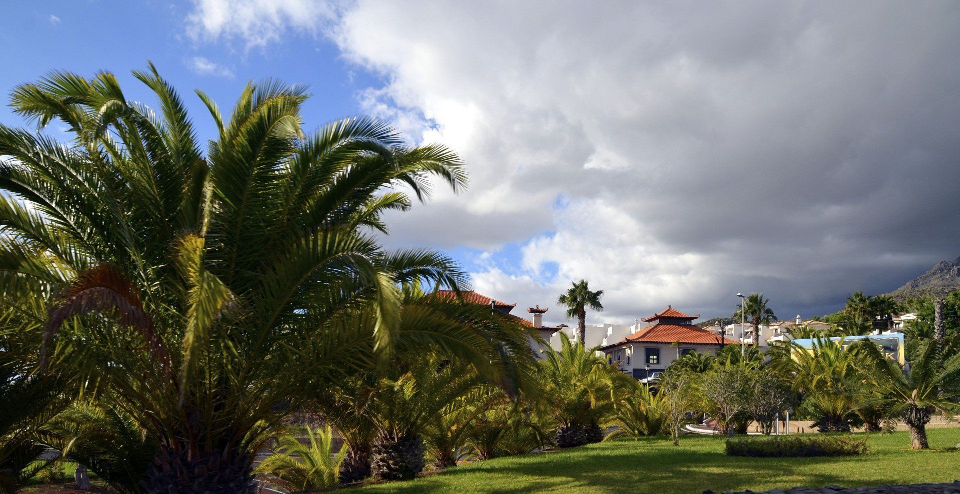 The lush greenery typically found in Arona district