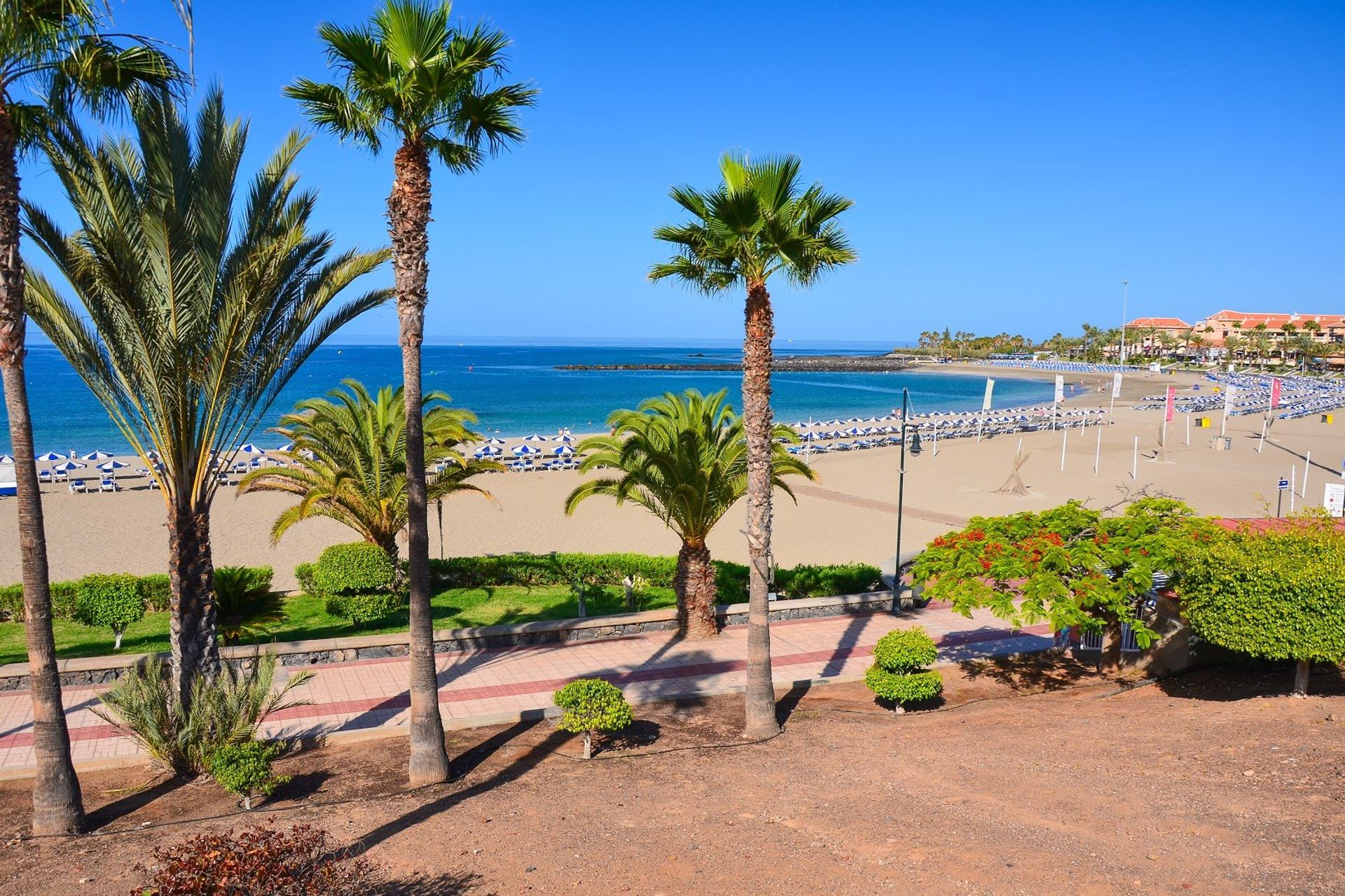 Tall palm trees casting shadows on Los Cristianos beach promenade 