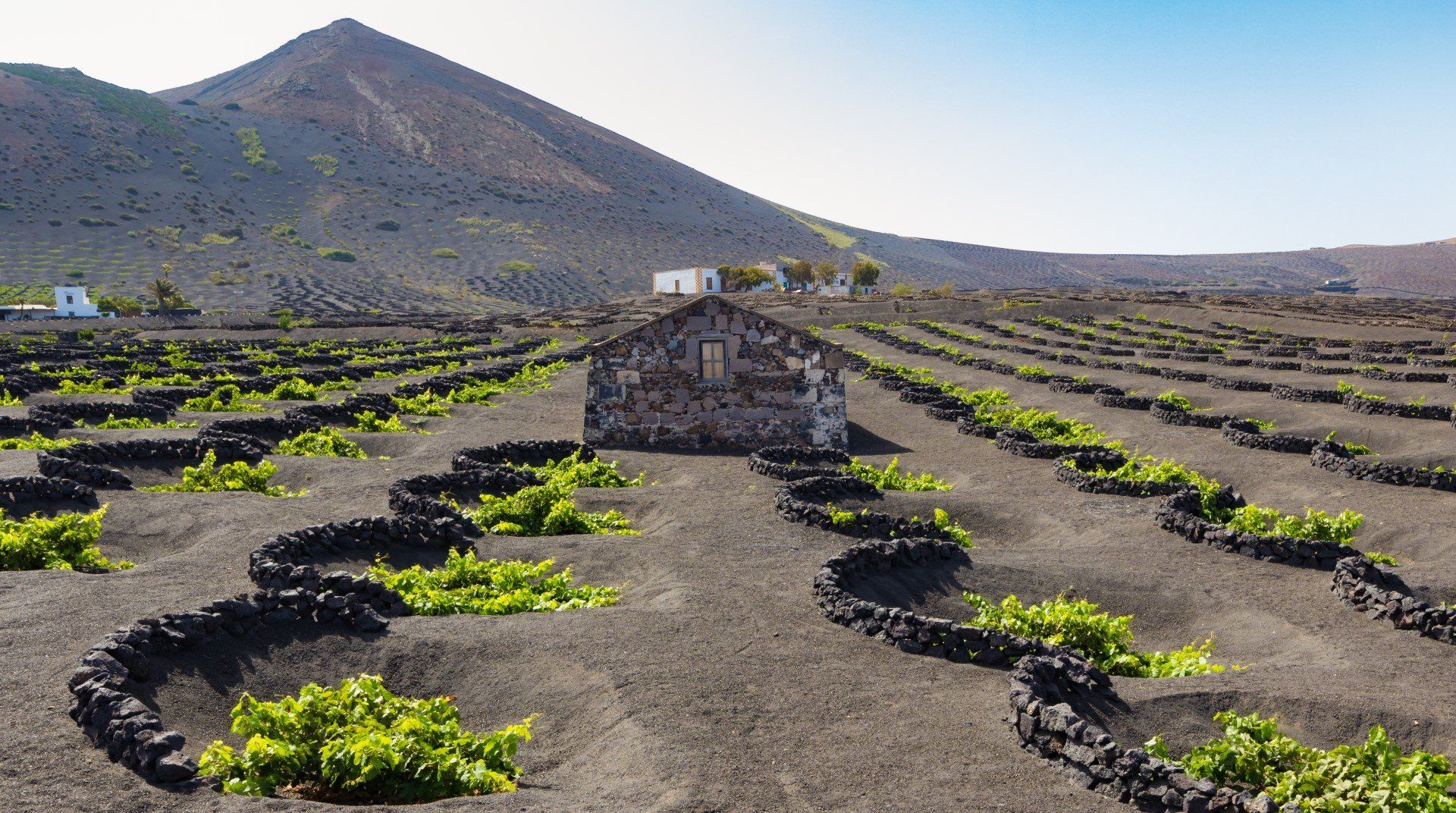 Lanzarote's main wine-growing region, La Geria, one of the jewels of Yaiza district. 