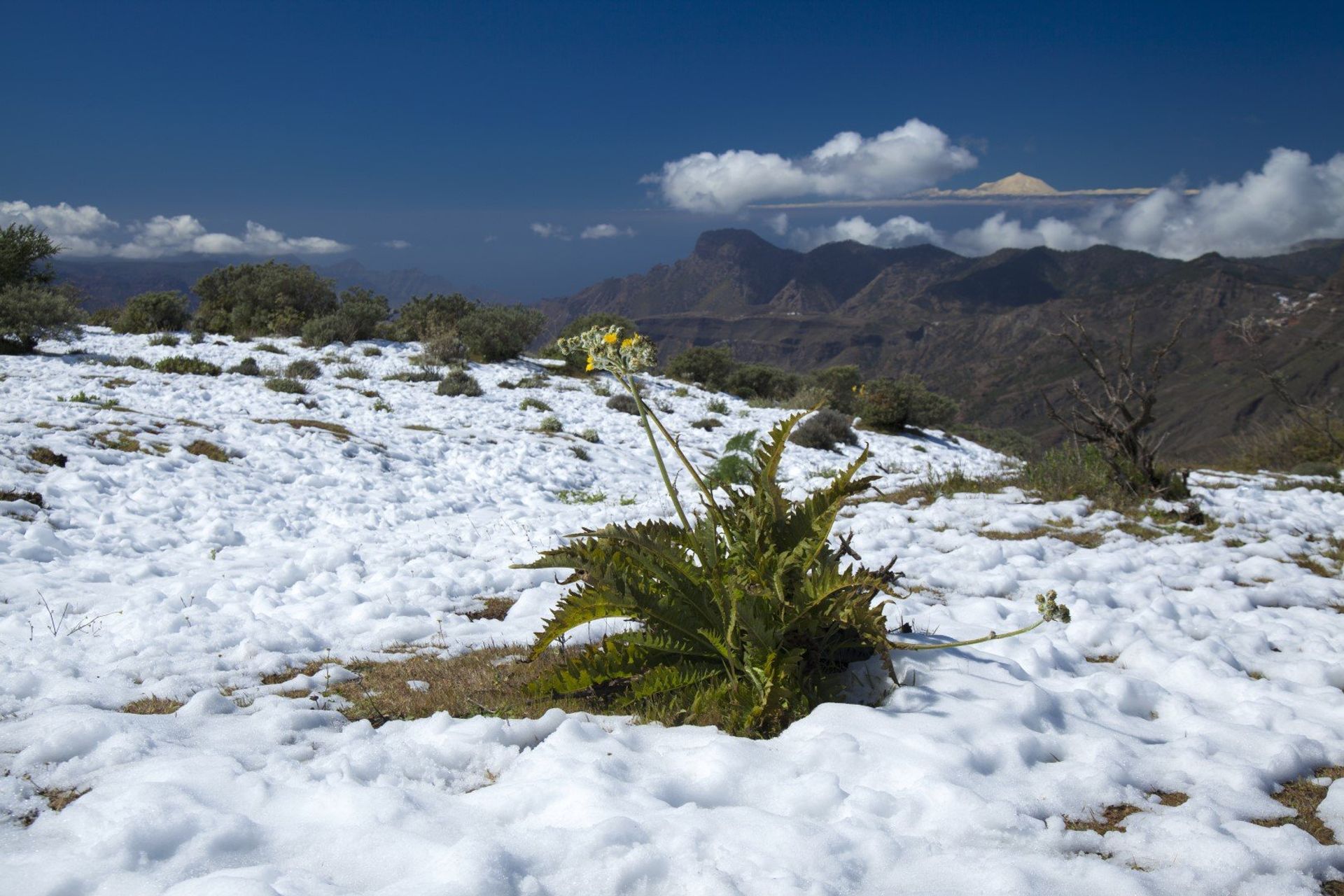 Snow in the highlands of Tejeda village in central Gran Canaria. The mountain behind the clouds is Tenerife!