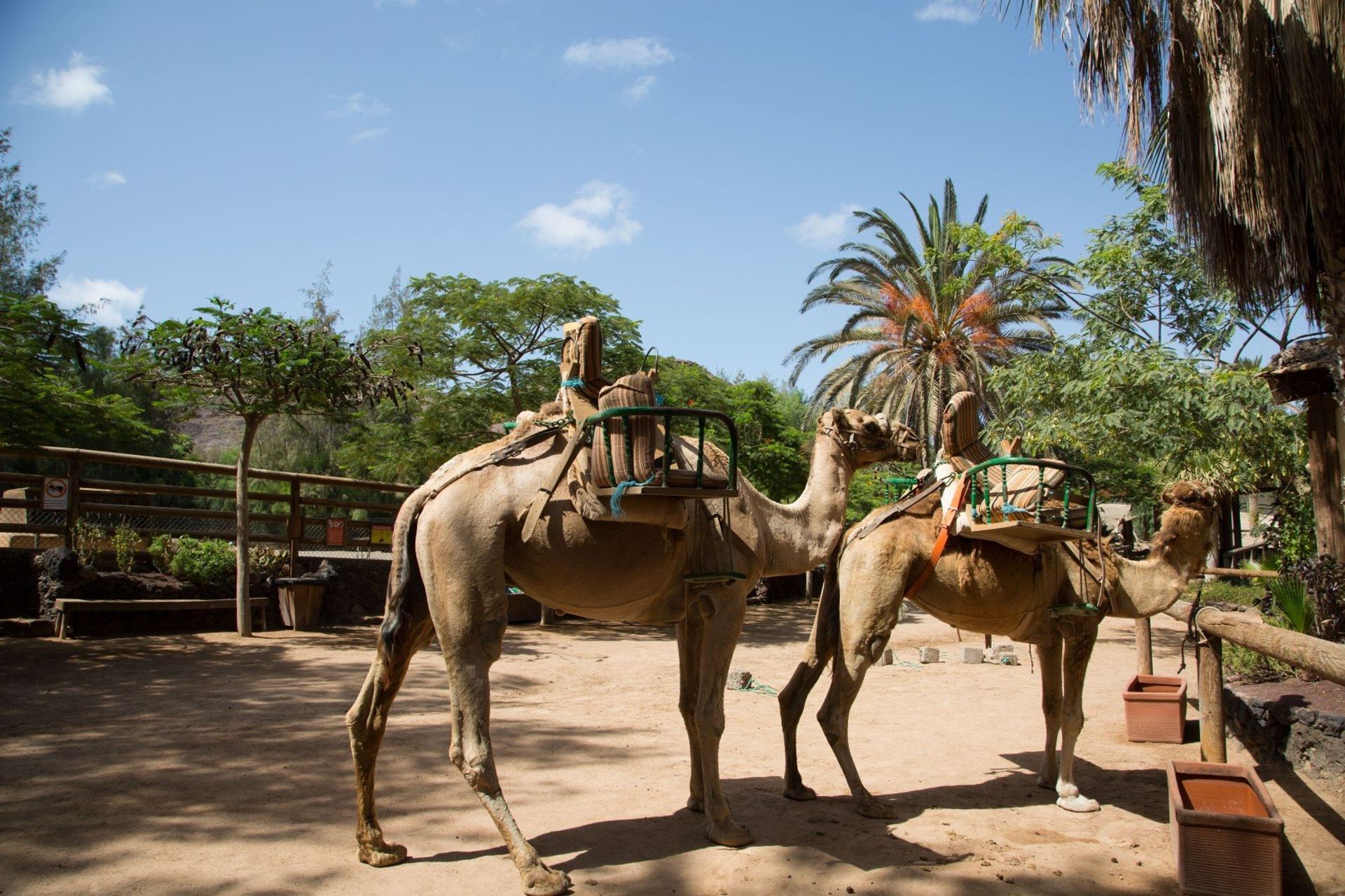 Stroll in style! Camels in Oasis Park in La Lajita, on Fuerteventura's southeast coast