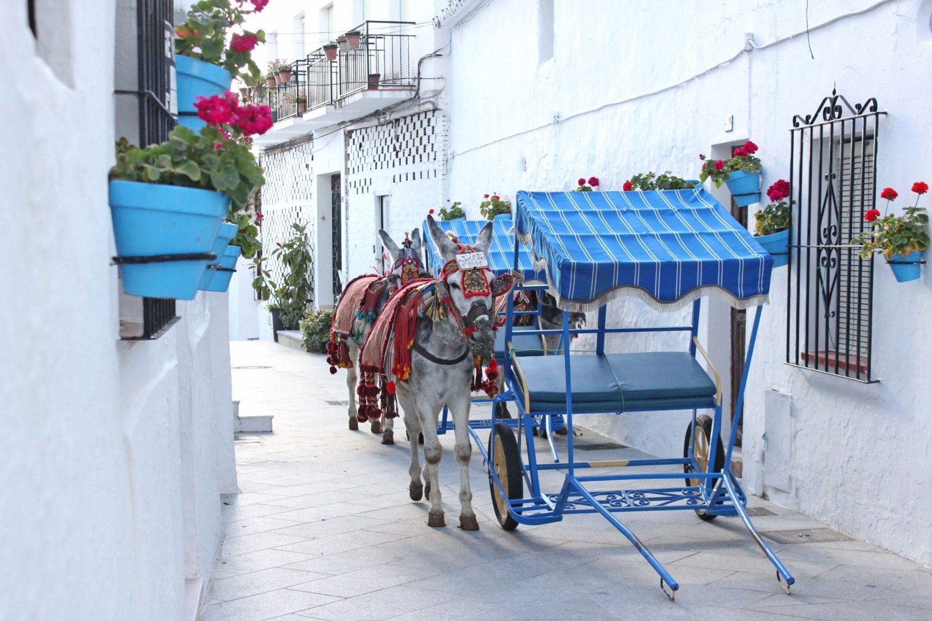 Donkey taxi, the traditional means of transportation in Mijas