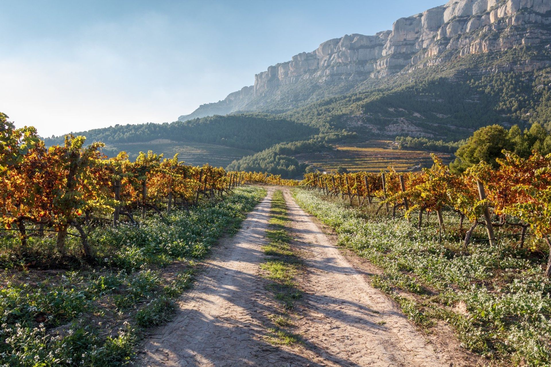 One of Tarragona's many olive groves