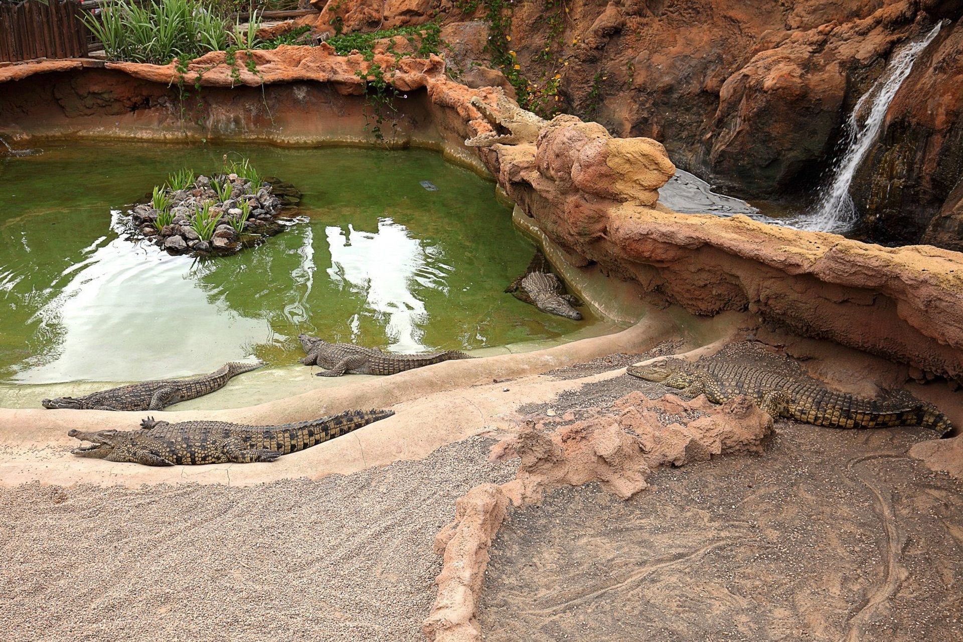 Aligators in one of the pools at Rancho Texas Lanzarote Park, a wildlife park at the heart of Puerto del Carmen