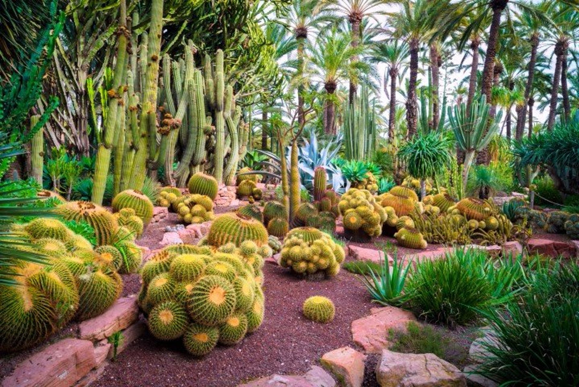 Cactus in the botanical gardens of Huerto del Cura, Elche, near Alicante. A UNESCO World Heritage site.