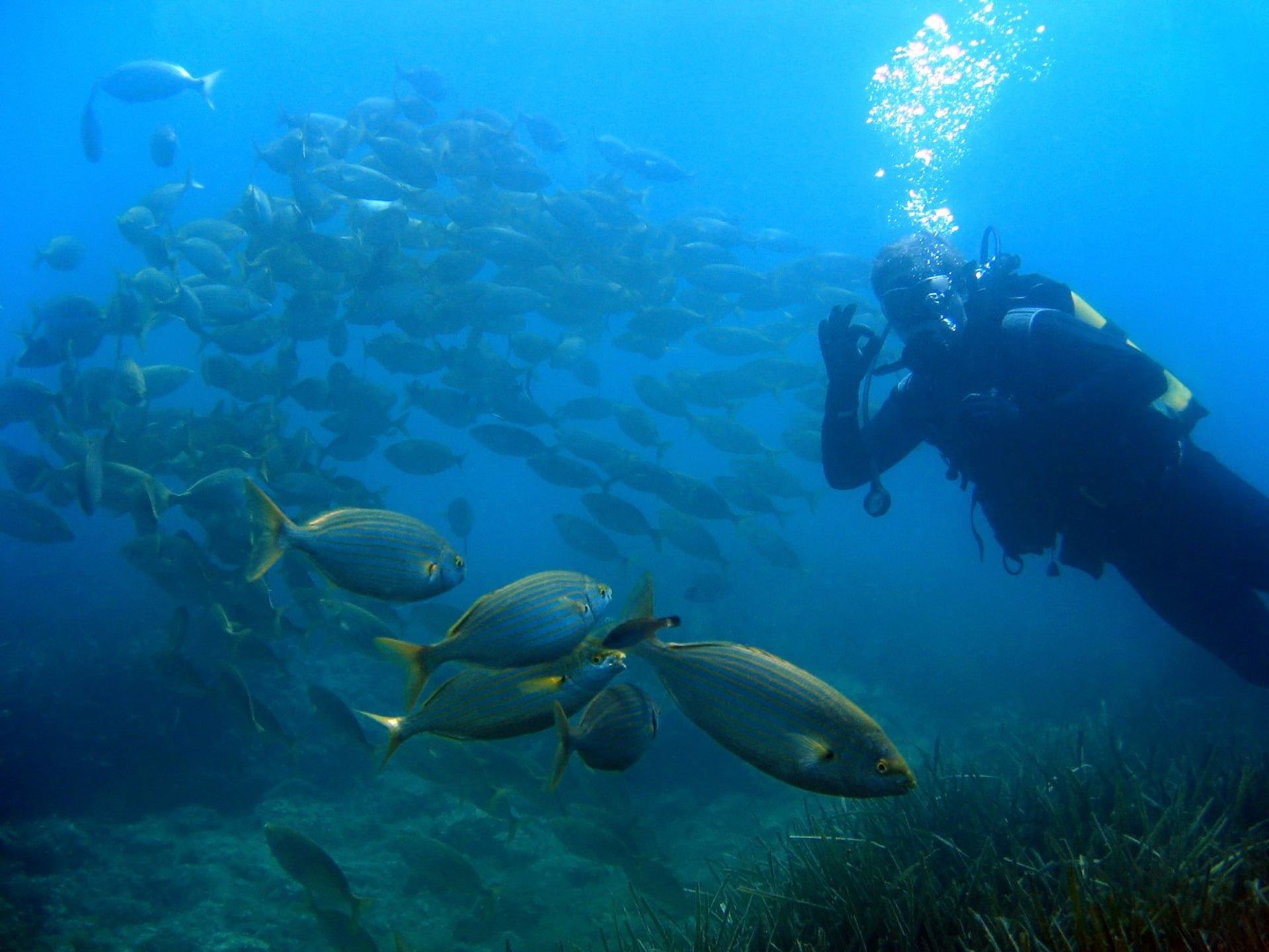 Snorkelling at the Medes Islands,  1 mile off the coast of L'Estartit
