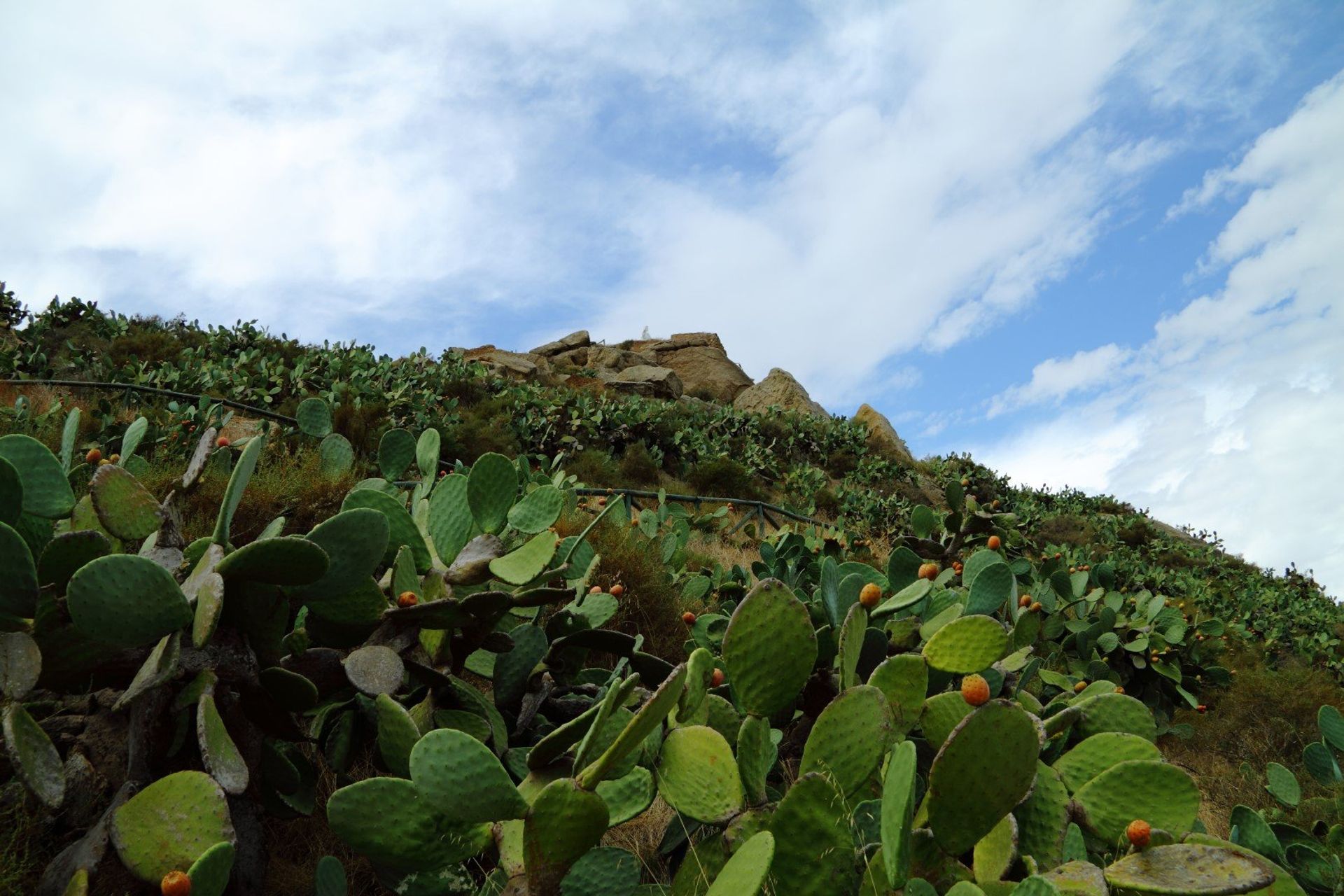 Vera's unspoiled desert landscape is adorned with cacti 