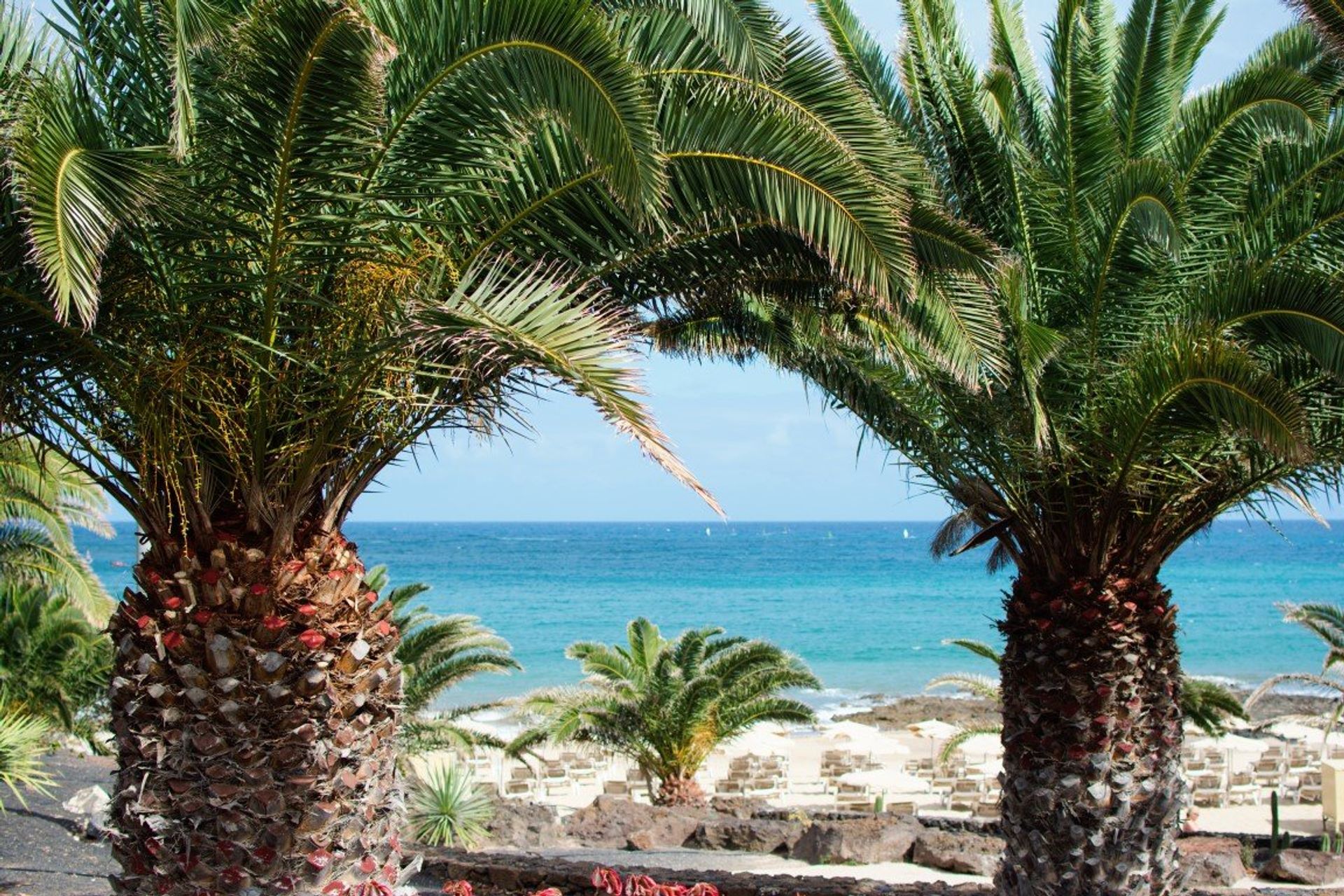 Costa Teguise's beautiful coast is lined with tropical palm trees