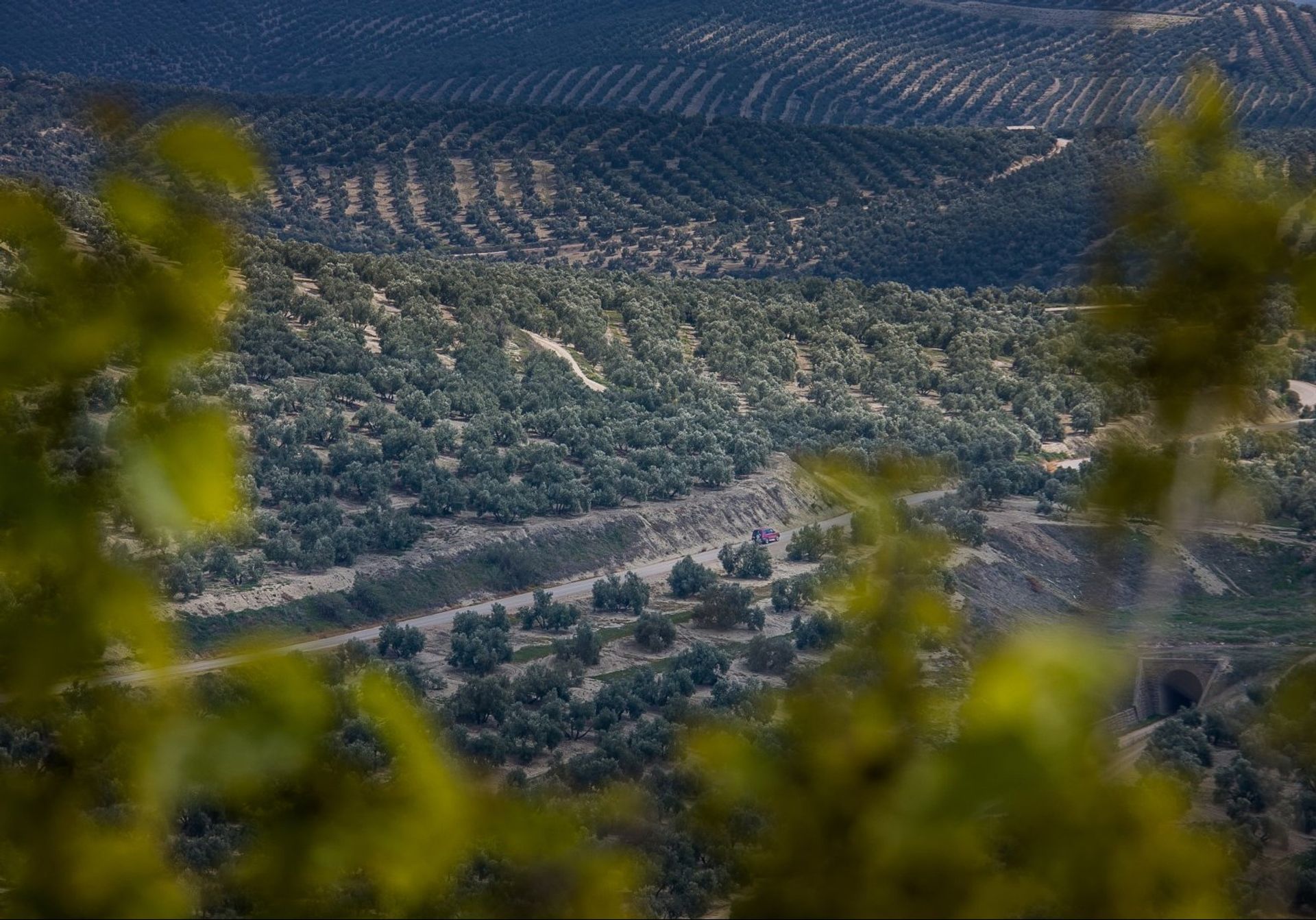 Spain is the world's largest producer of olive oil, with Andalucia being its main producer