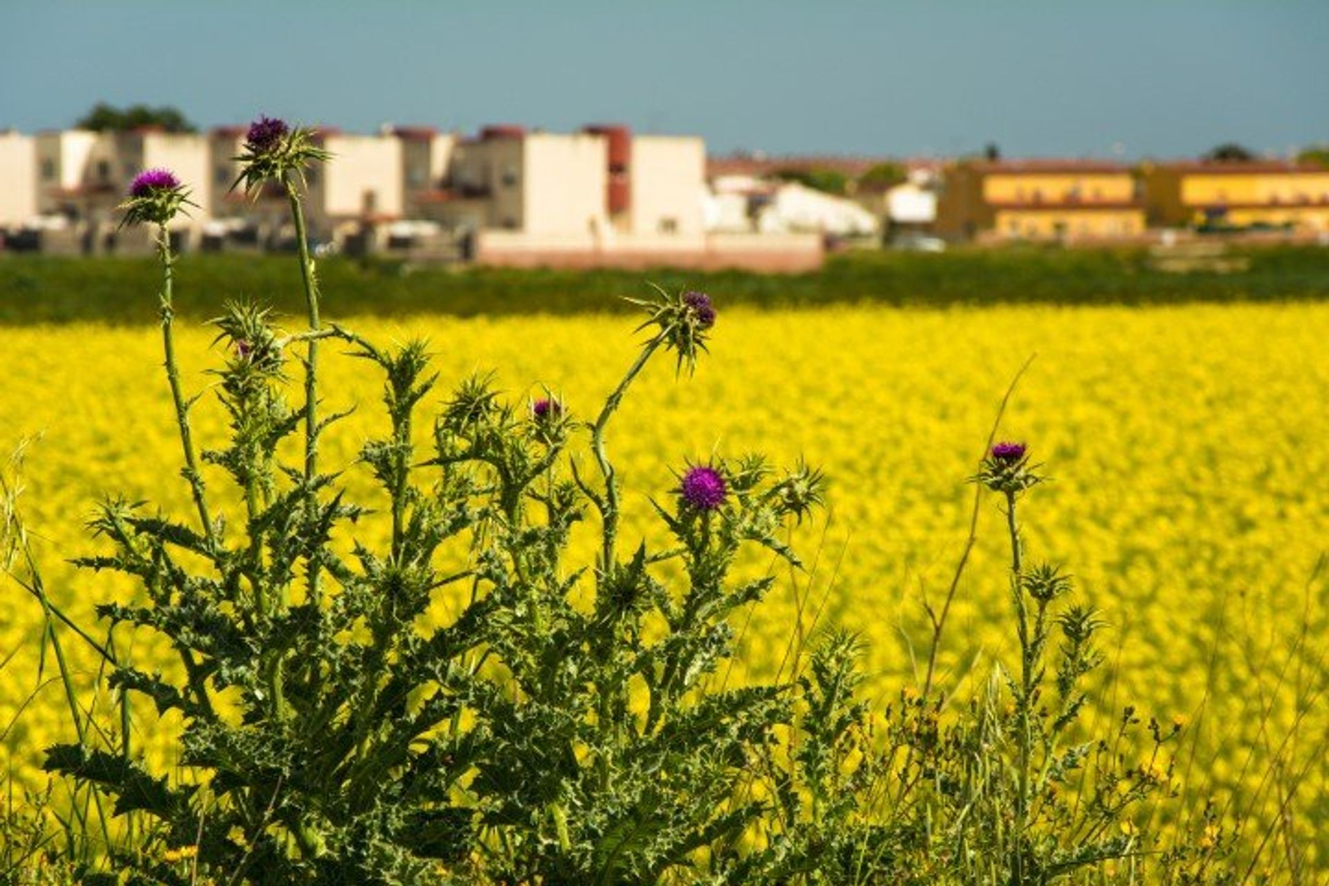 The colourful fields of rapeseed that adorn the region