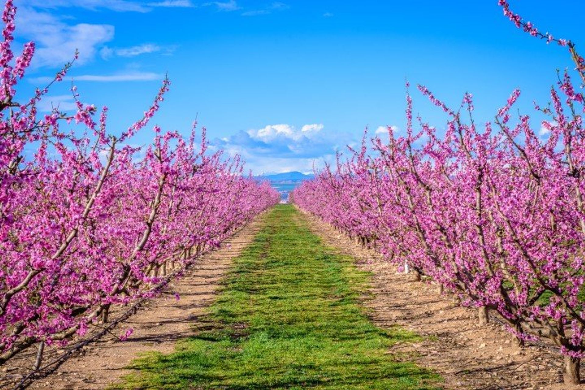 Take the Peach Tree Pink Blossom Route in Lerida and discover the unspoiled district of Aitona