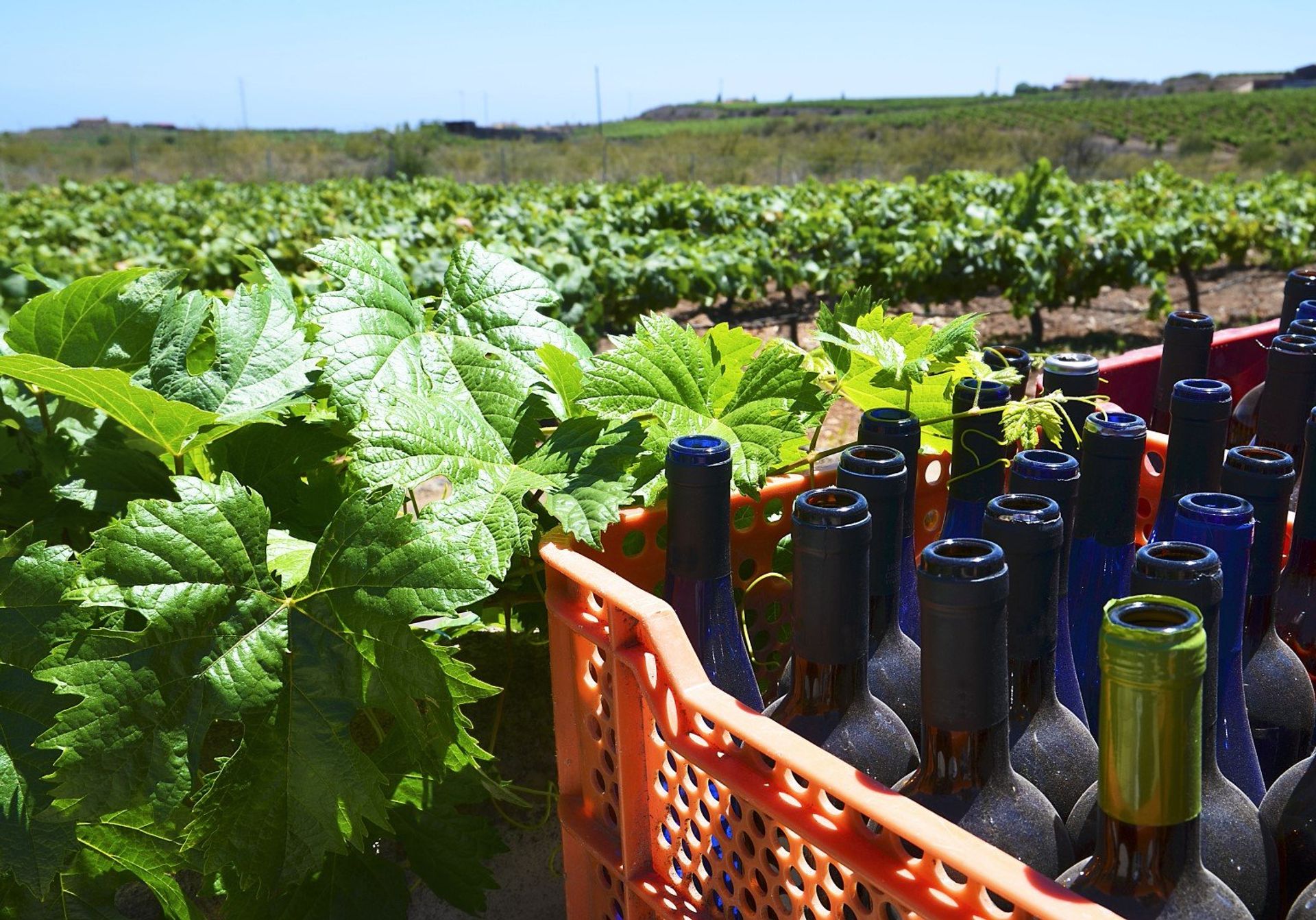 Take a wine tour and discover the agricultural history of this popular wine making region