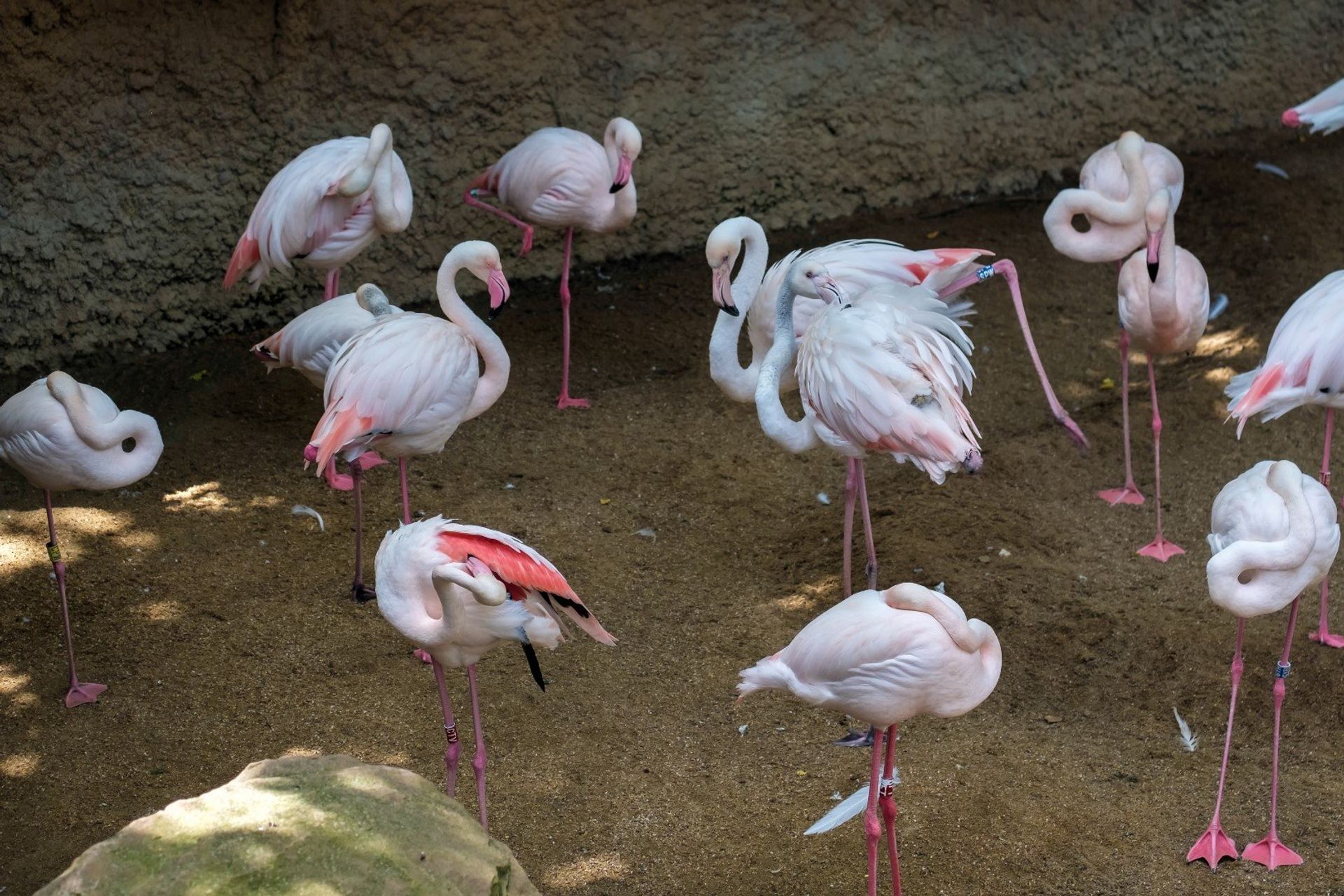 Bird lover or not, you'll love watching the colourful flamingos wandering around the Bioparc Fuengirola zoo