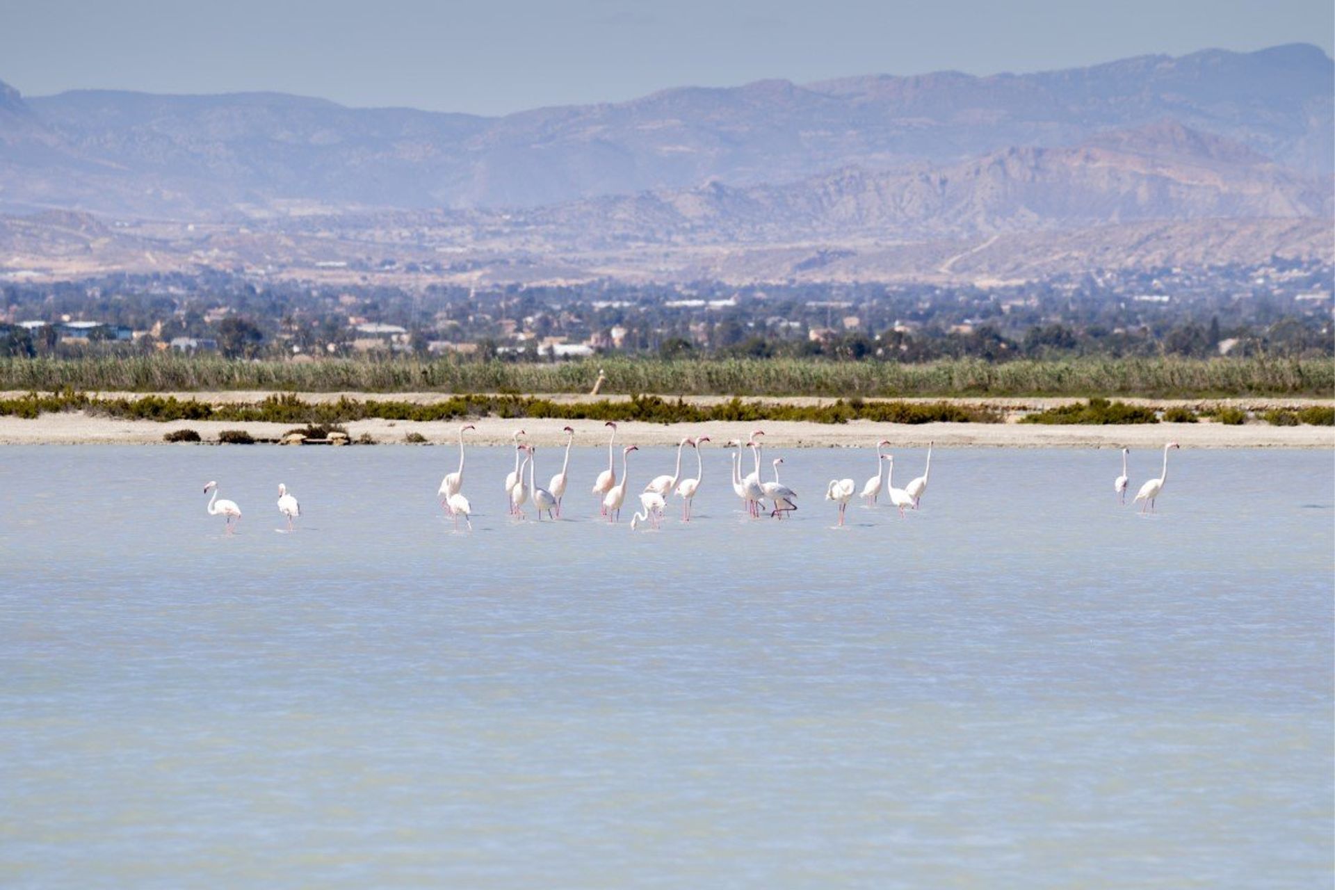 Santa Pola's salt lakes and bird reserve are a must-see for nature lovers