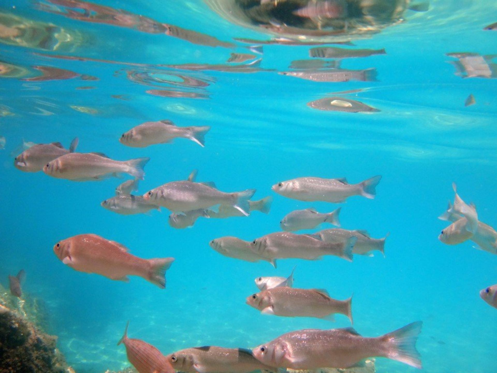 El Portet is the perfect place to go snorkeling with its calm and crystalline waters