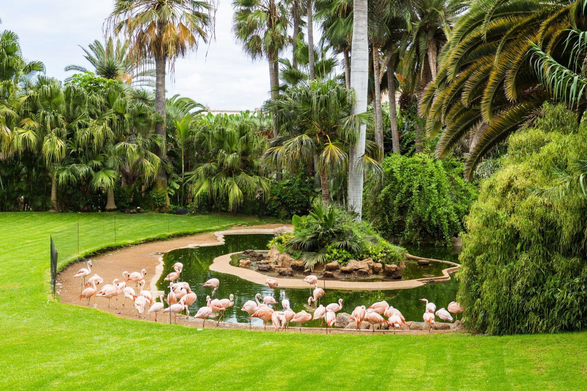 Bird lover or not, you'll love watching the colourful flamingos wandering around Loro Park in the heart of Puerto de la Cruz