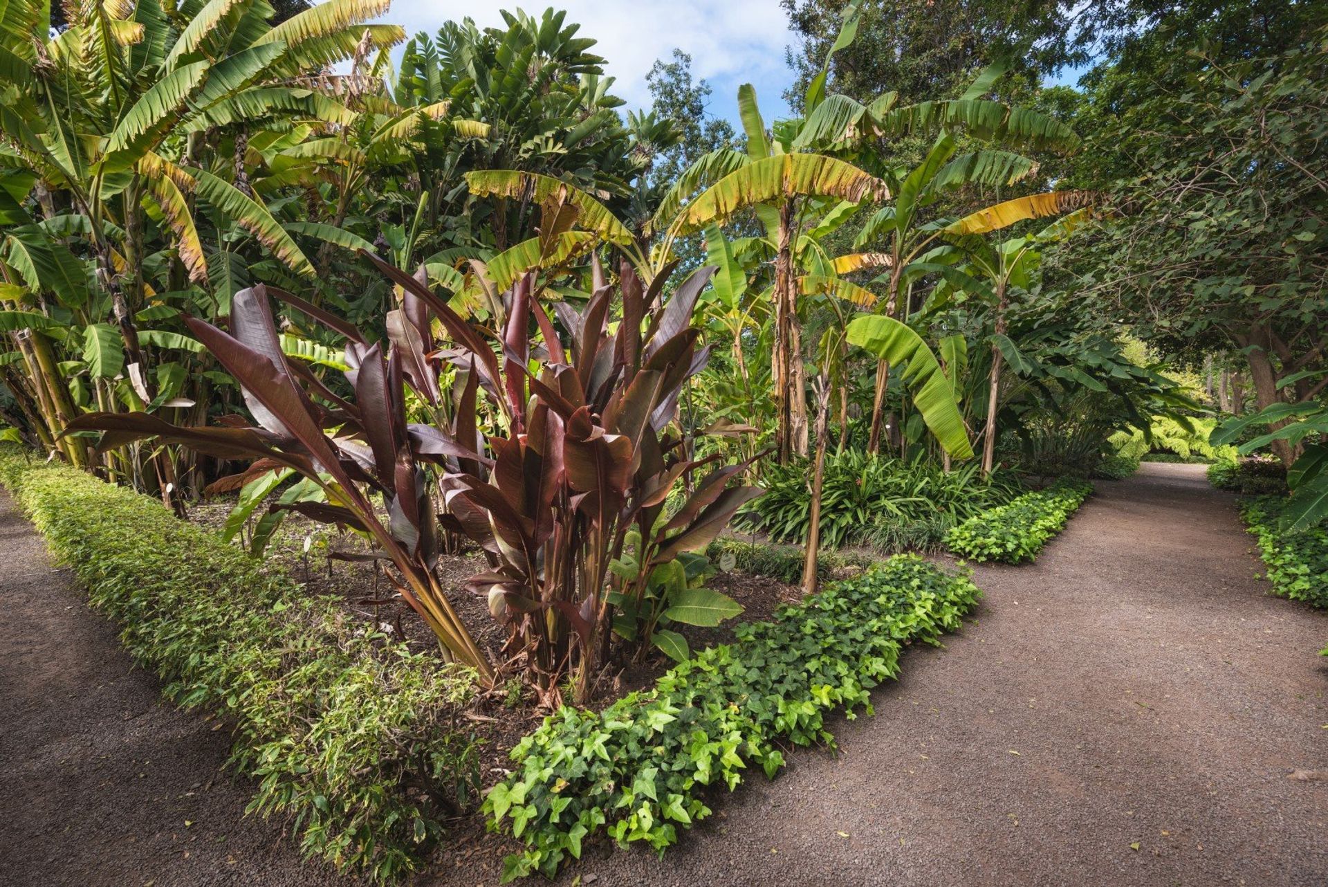 Cool off under the shades of exotic trees and colourful plants from all over the world at the botanical gardens of La Orotava
