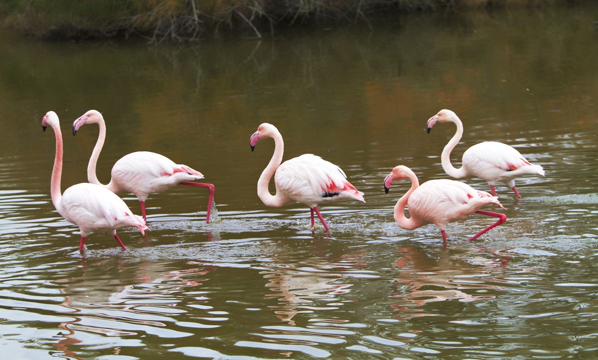 Bird lover or not, you'll love watching flamingos walking proudly around neighbouring Bioparc Fuengirola
