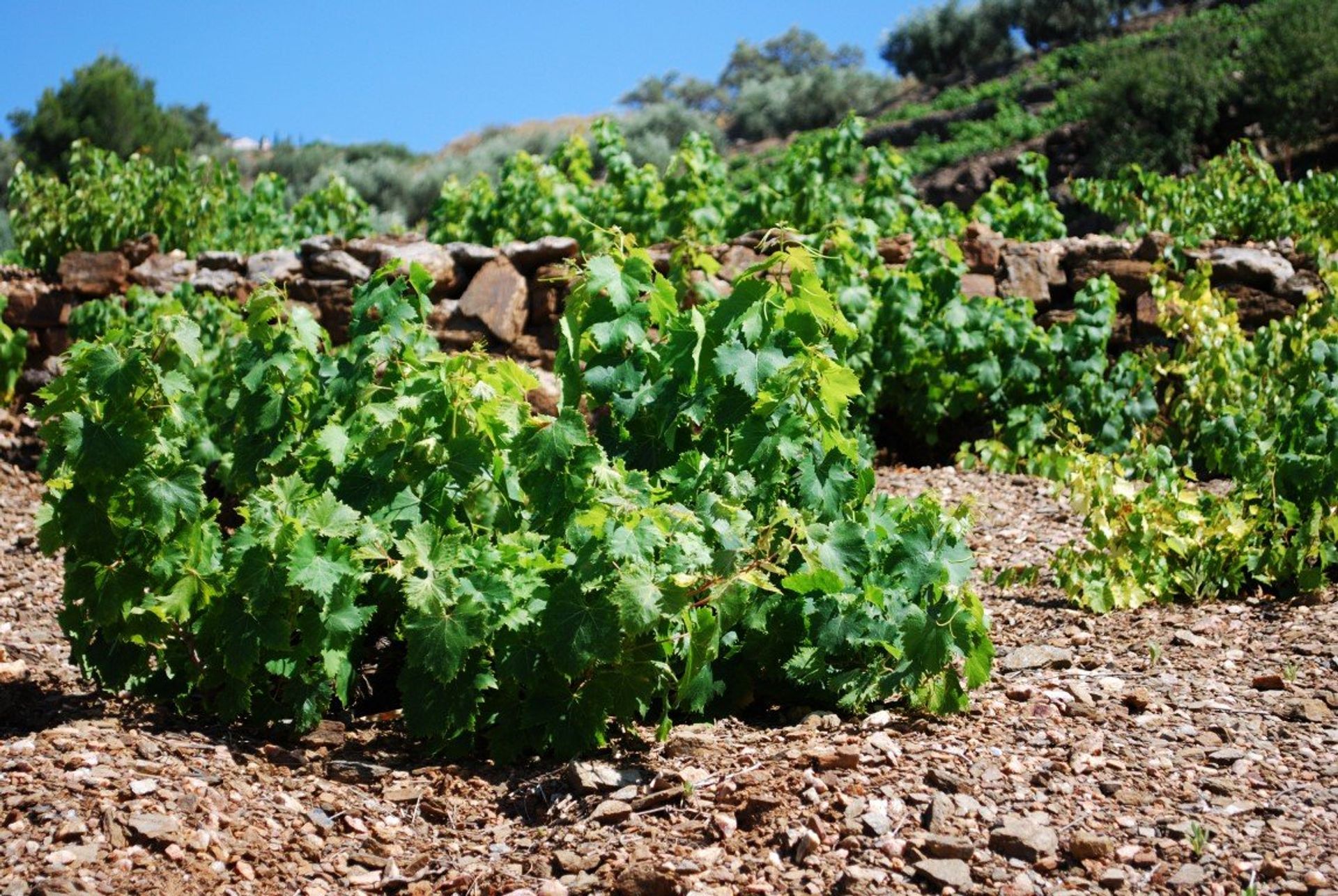 La Axarquia region is known for its sweet wine and countryside landscape dotted with lush vineyards