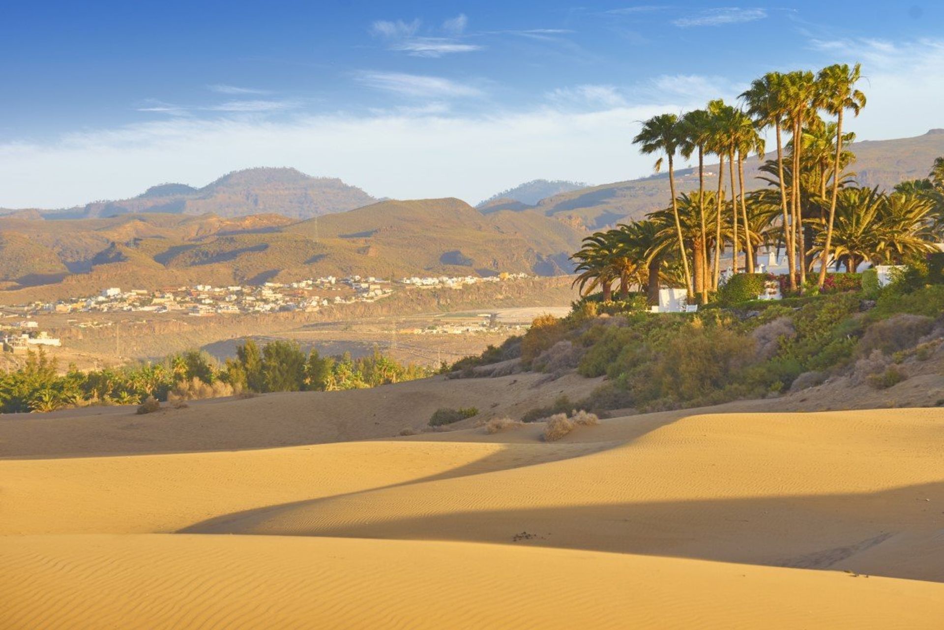 Discover the wild beauty of Maspalomas Dunes Nature Reserve with its ecosystem of exotic plants and bird life