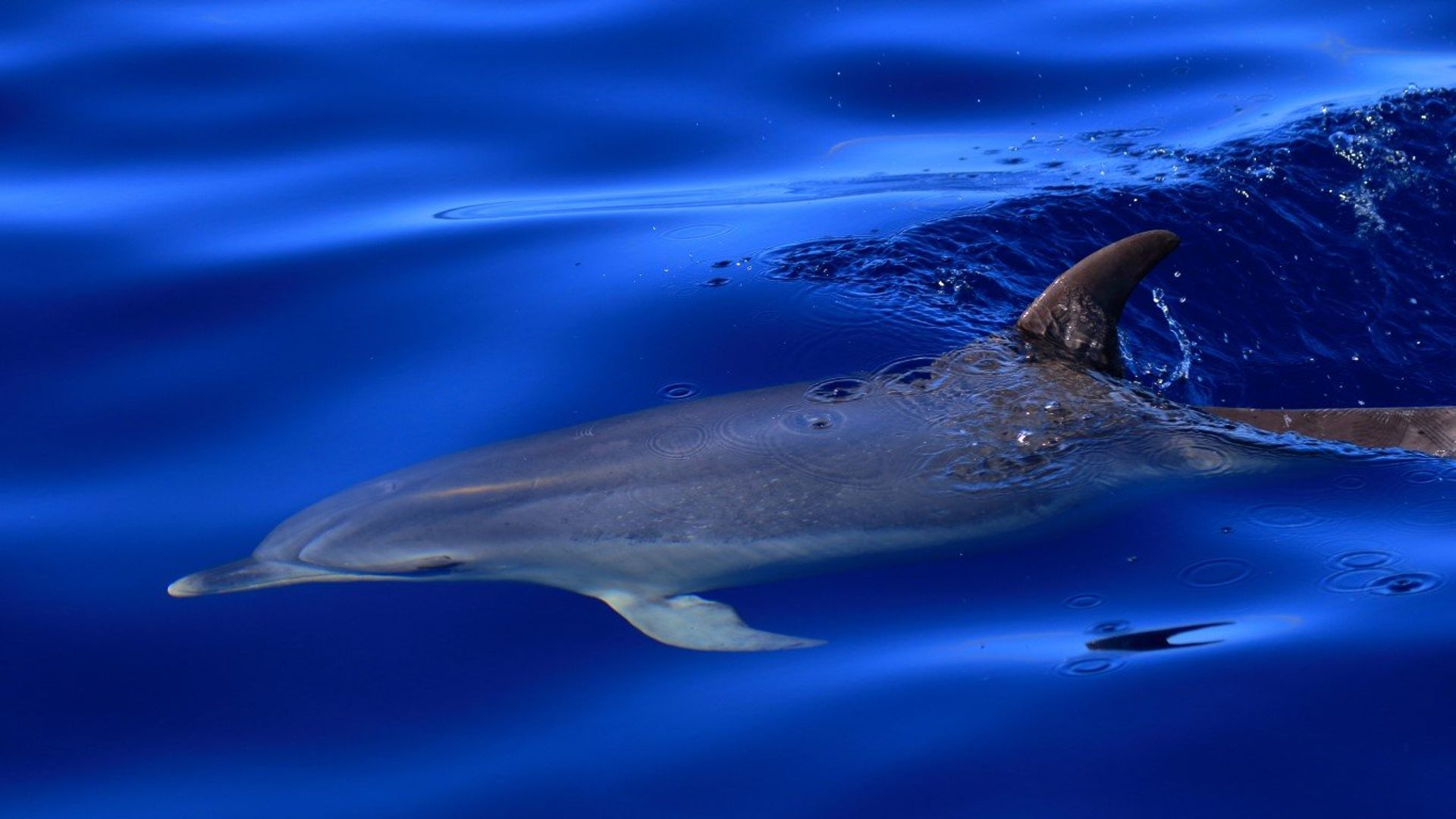 La Gomera is the perfect pace to go wale watching, or swim with the dolphins