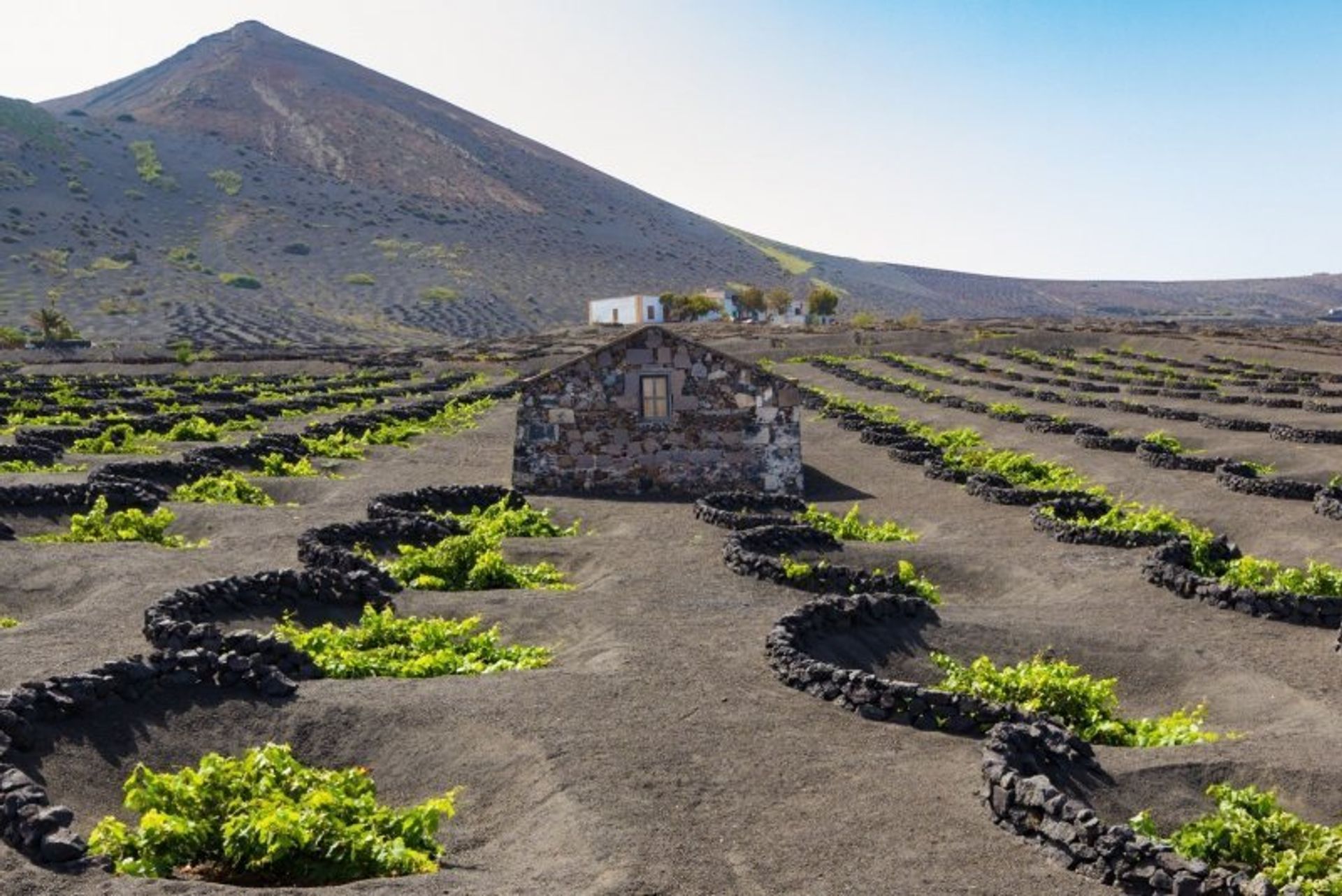 Sample one of the best local Malvasia wines at famous wine-making region La Geria