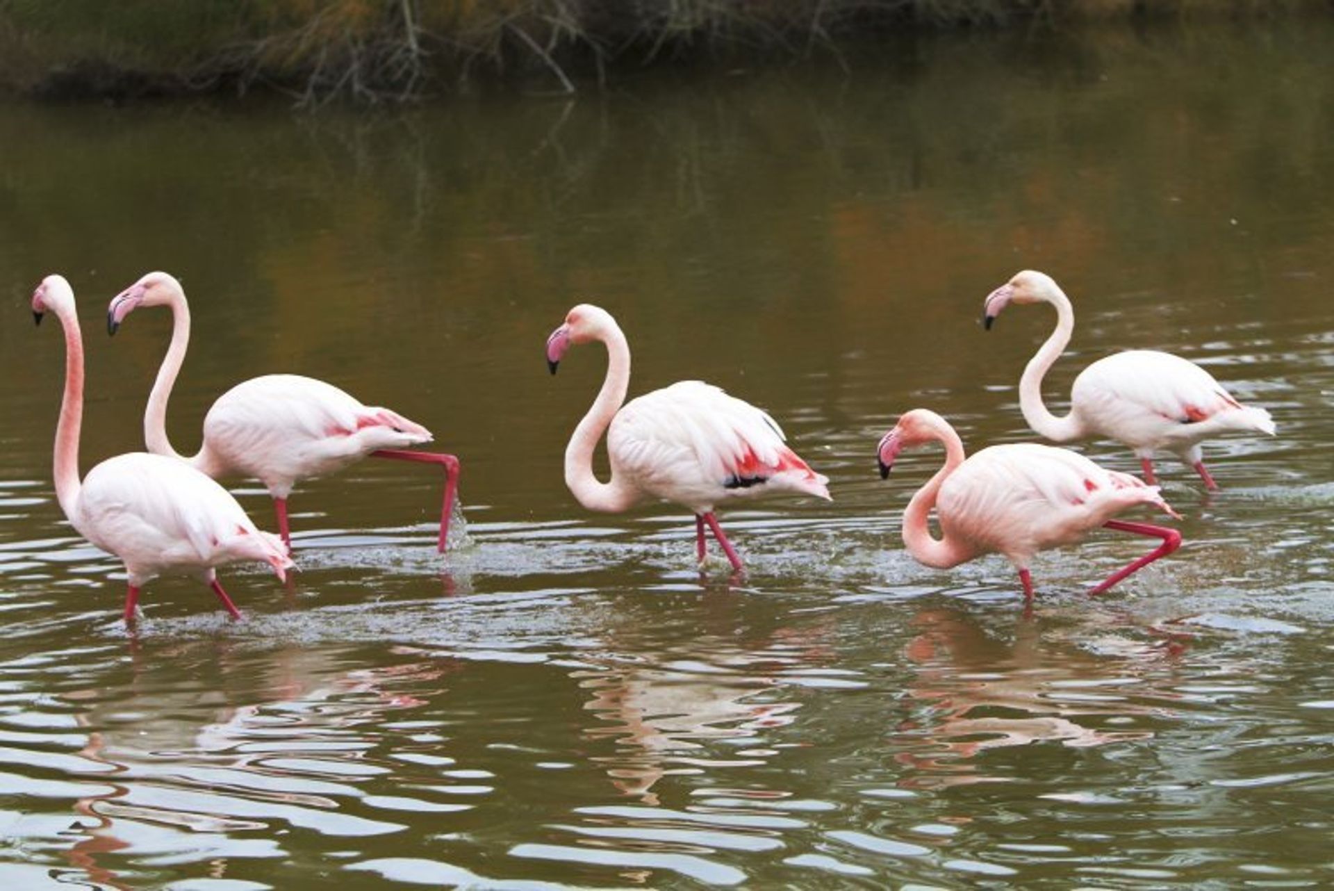 Nature lovers will love watching the flamingos strut around neighbouring Bioparc Fuengirola