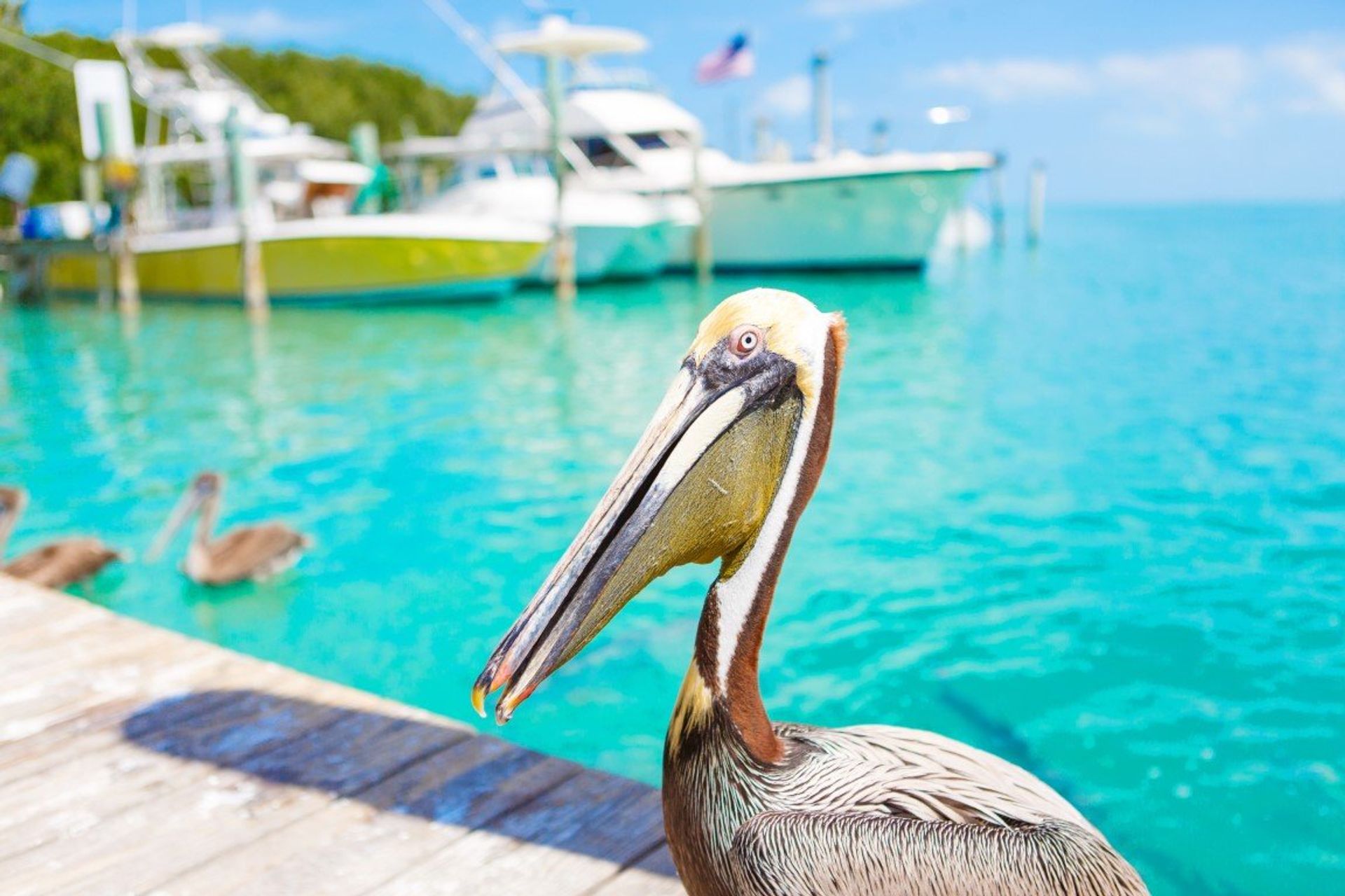The little ones will love watching the pelicans at Robbie's Marina, Islamoranda Port in Florida Keys