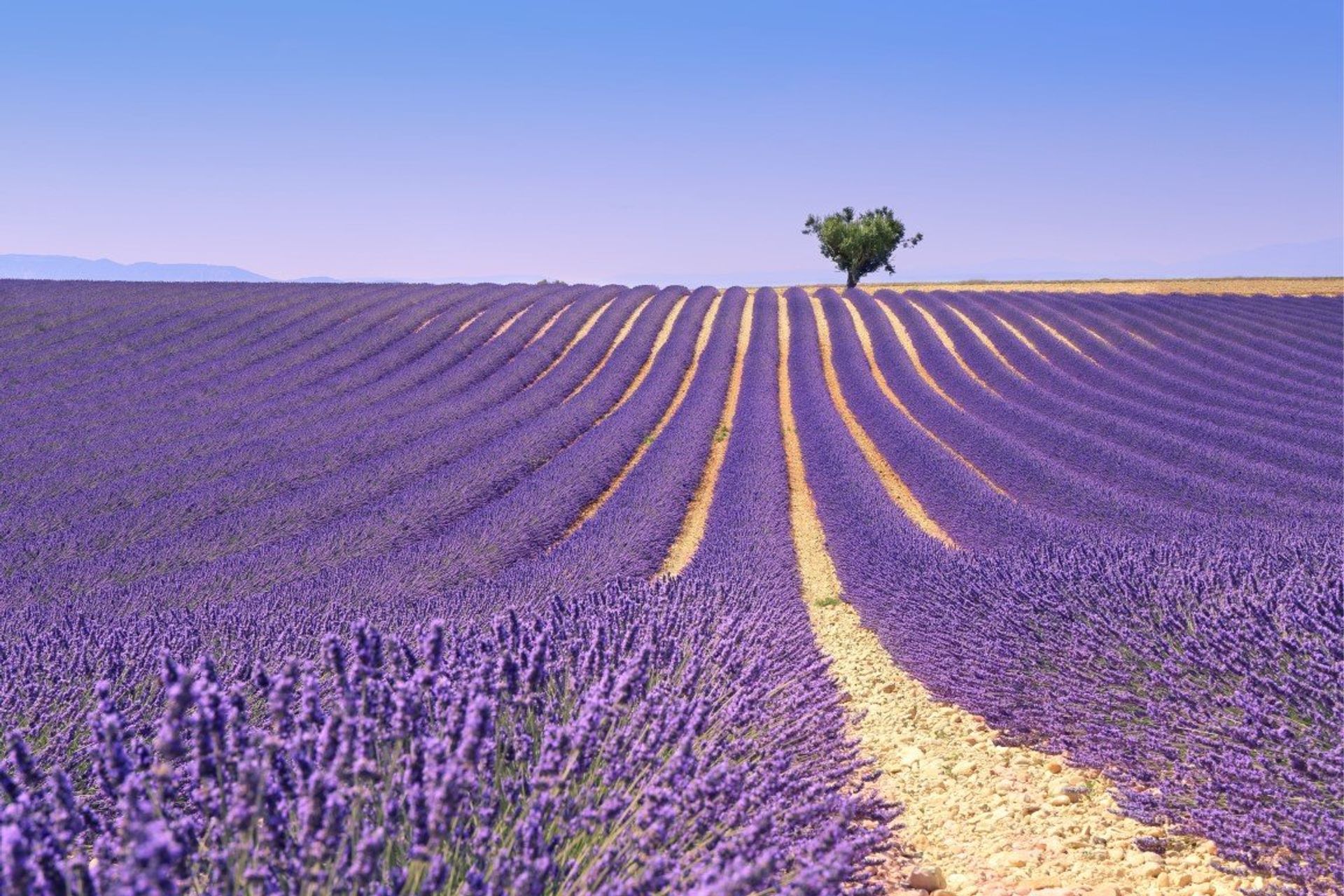 Journey through the fragrant lavender fields of Provence...