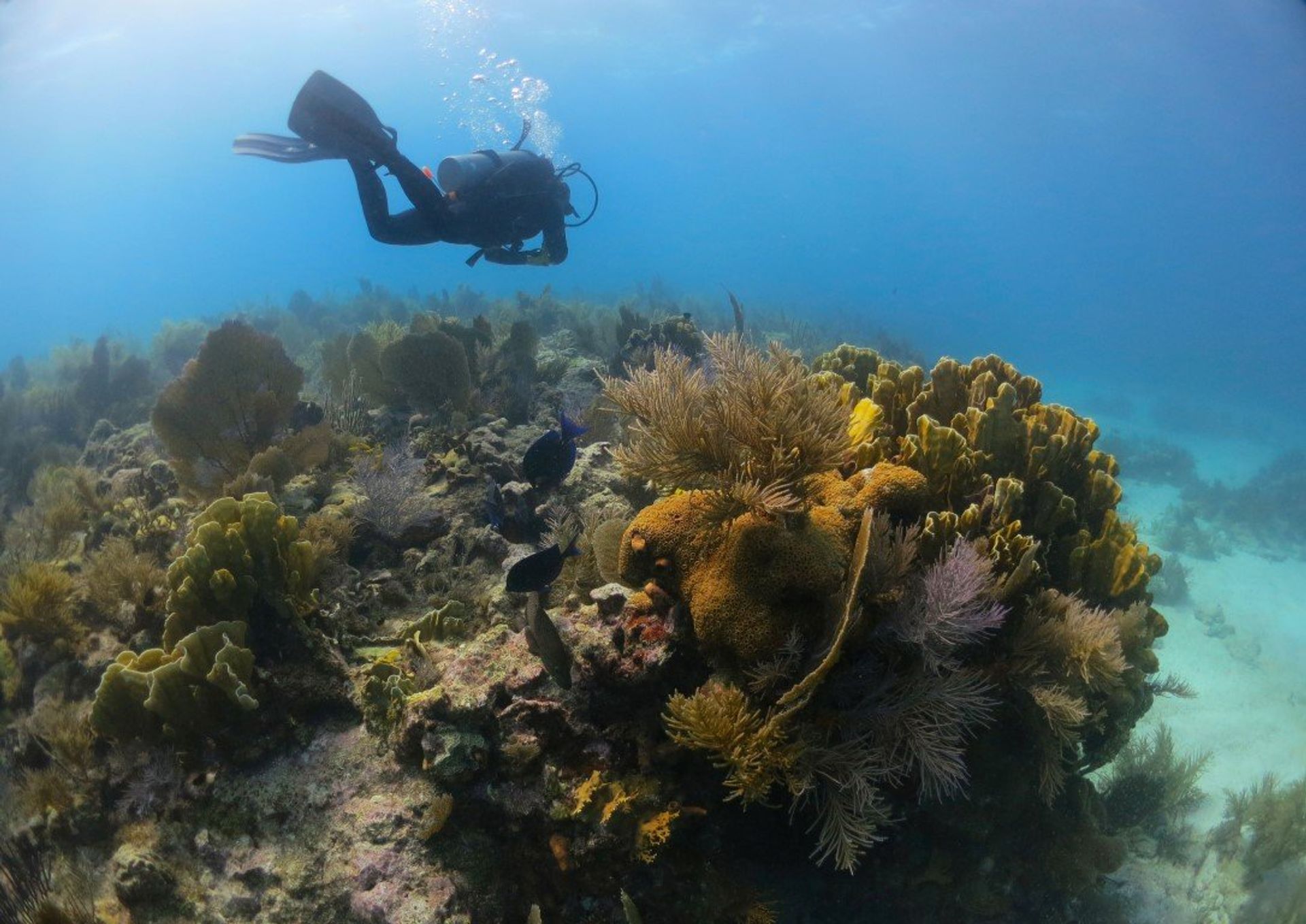 Explore the fascinating underwater world of Key Largo in Florida Keys