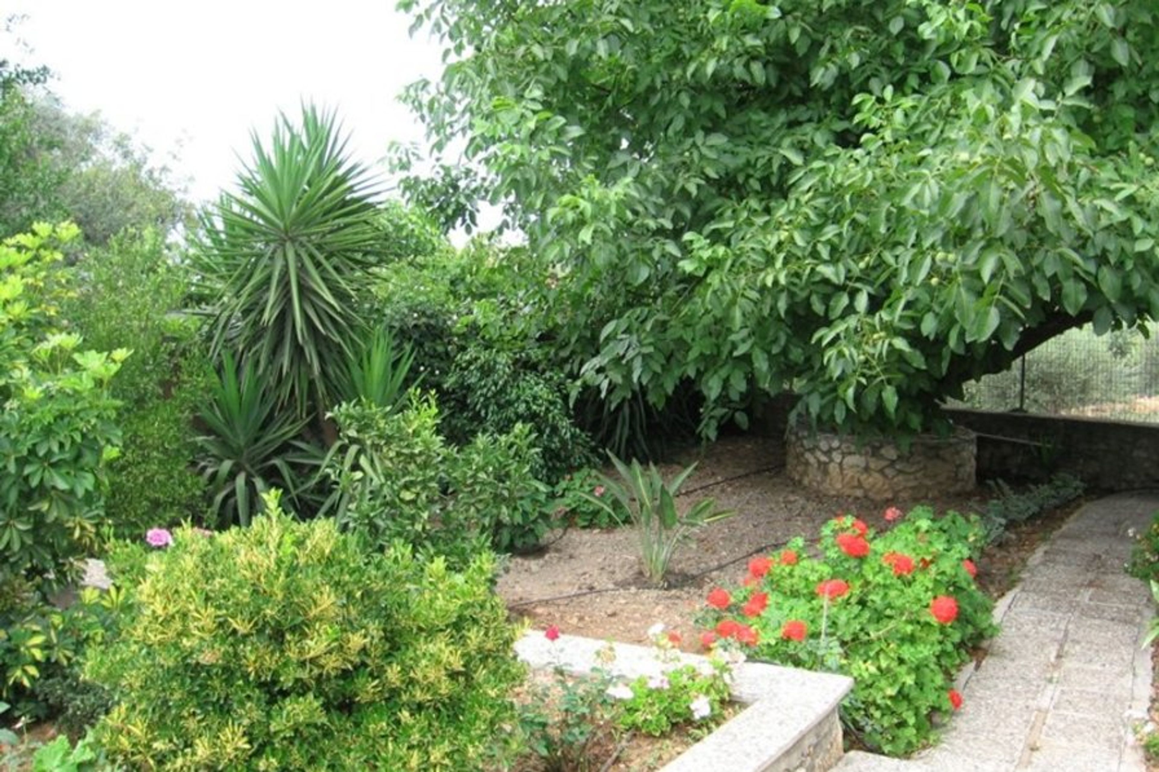 The old oak tree in the garden