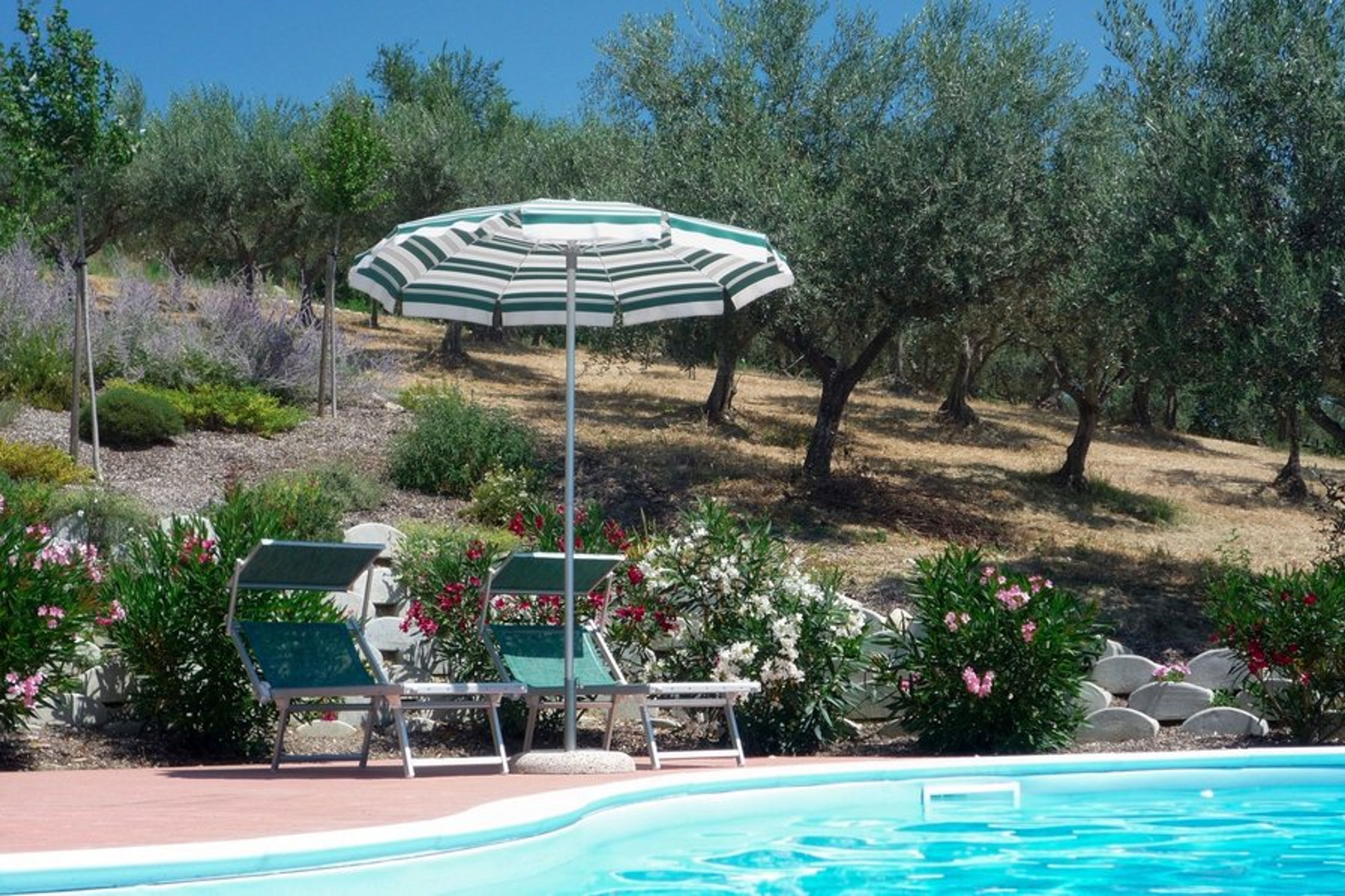 The pool's bordered by olive groves, which supply our own oil
