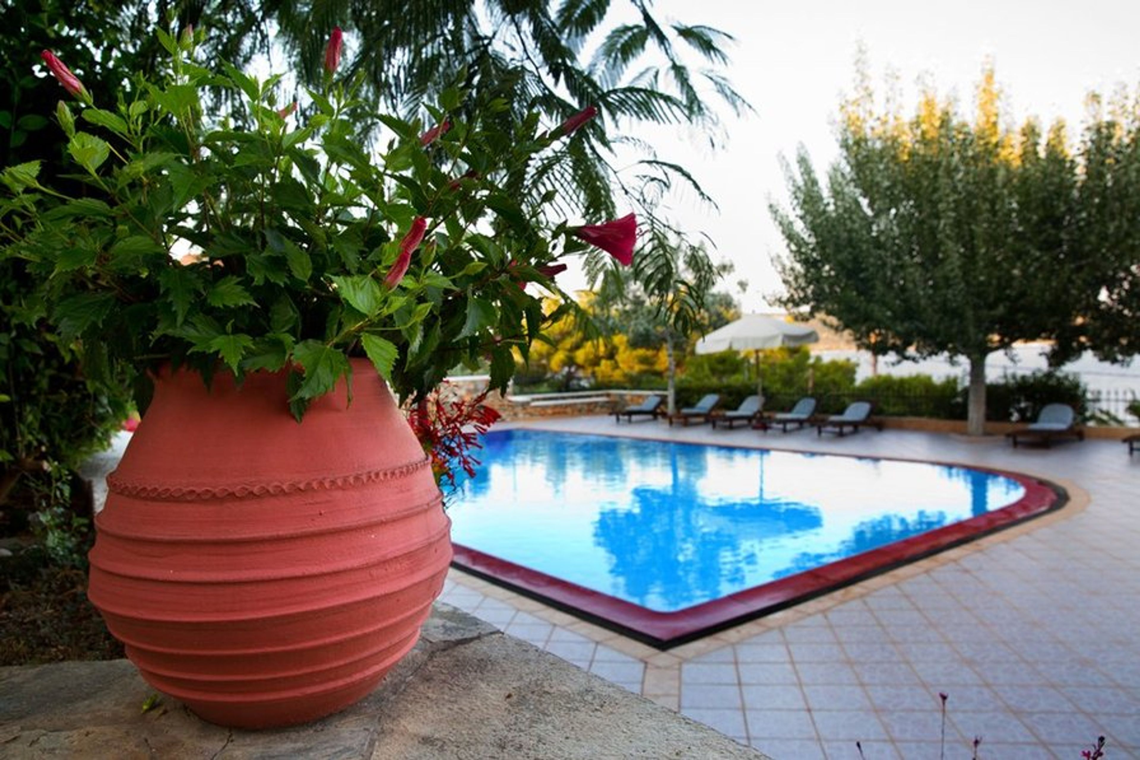 Flowers by the swimming pool