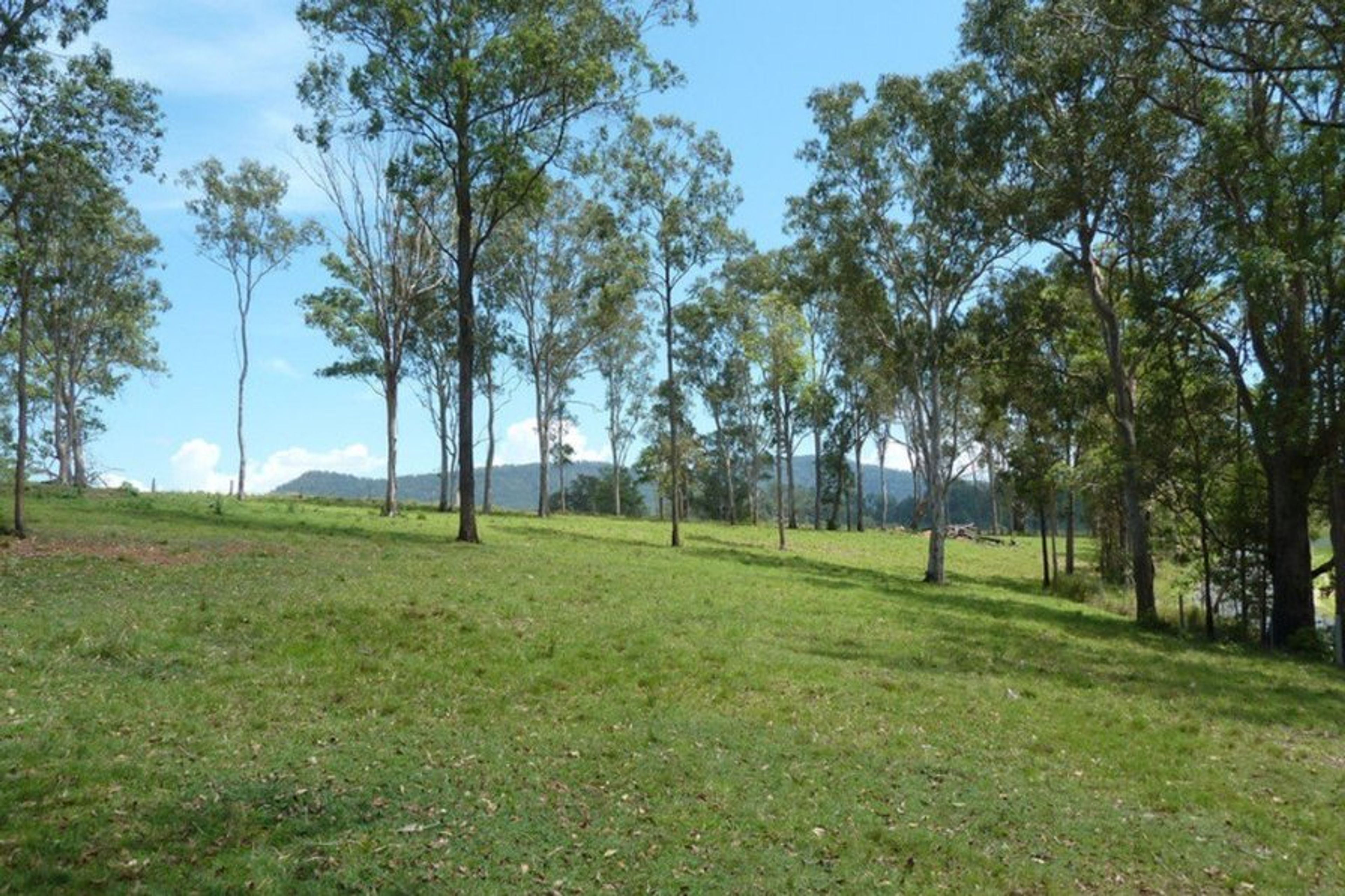 Our northern ridge paddock, where cattle roam free on fertile grasses