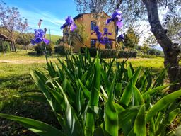 Pisa Province holiday apartment rental with shared pool