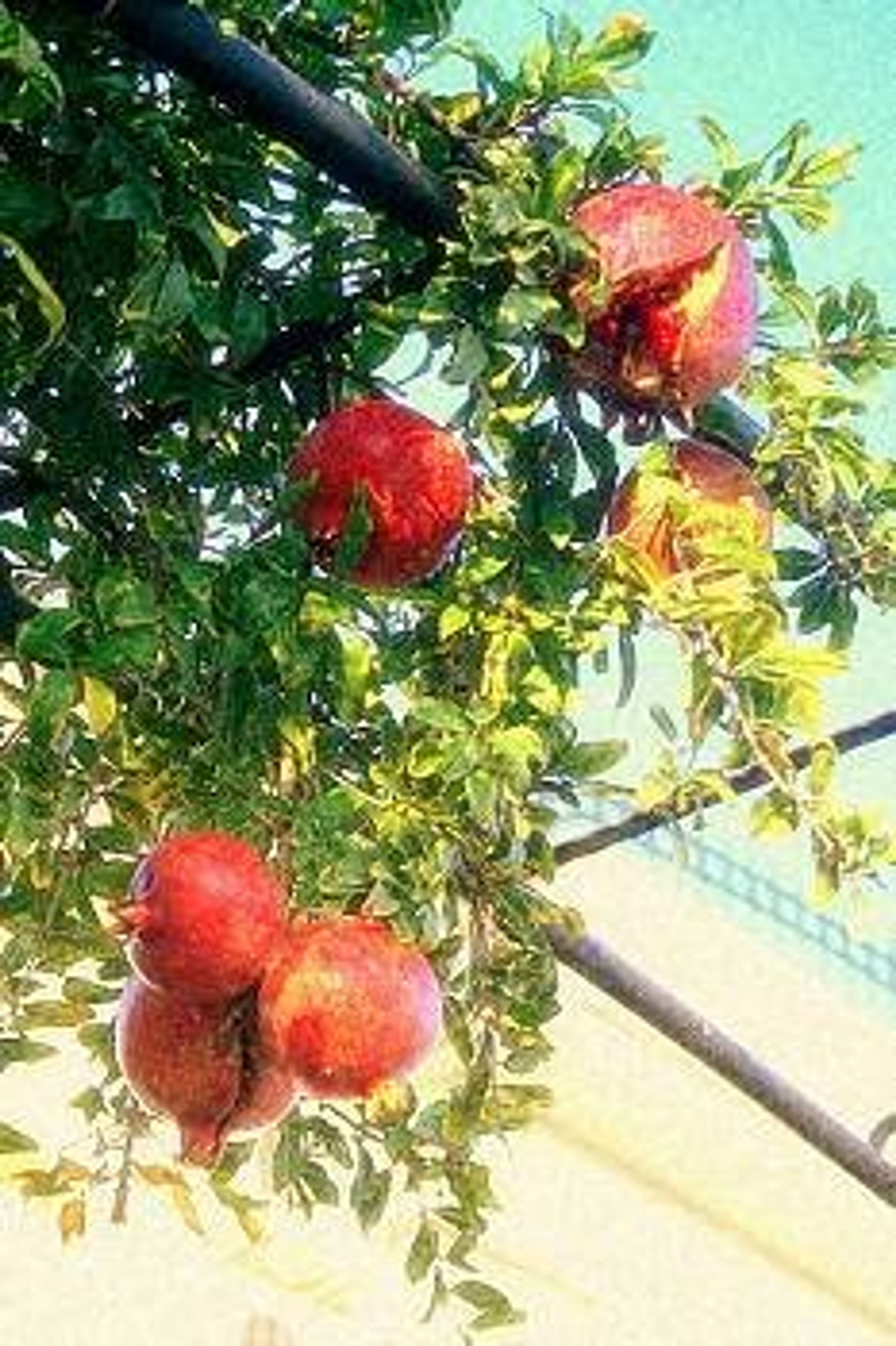 Shiraz Villa Front Gate/Pomegranate