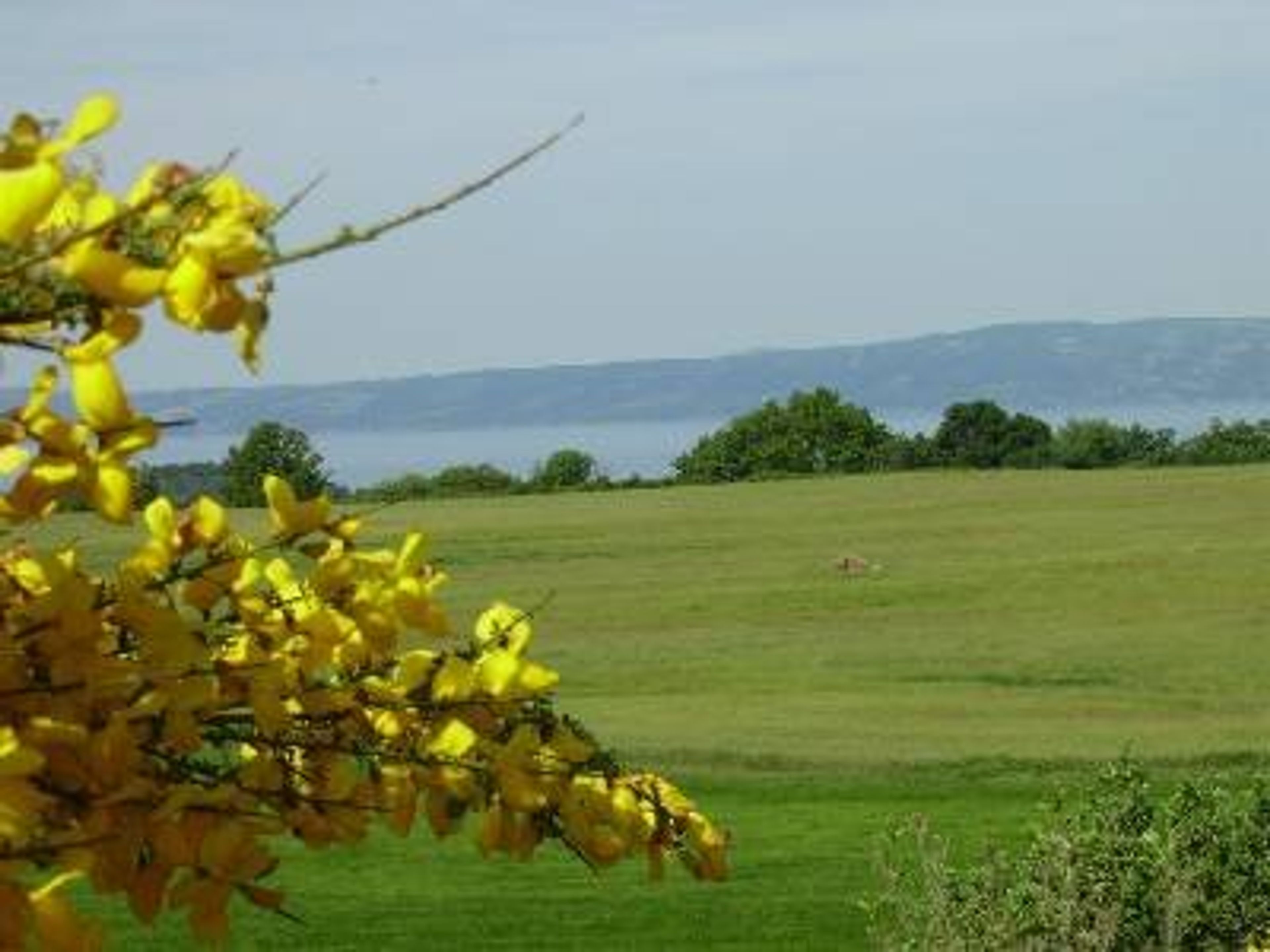 Ginestre in flower in May. View from the garden