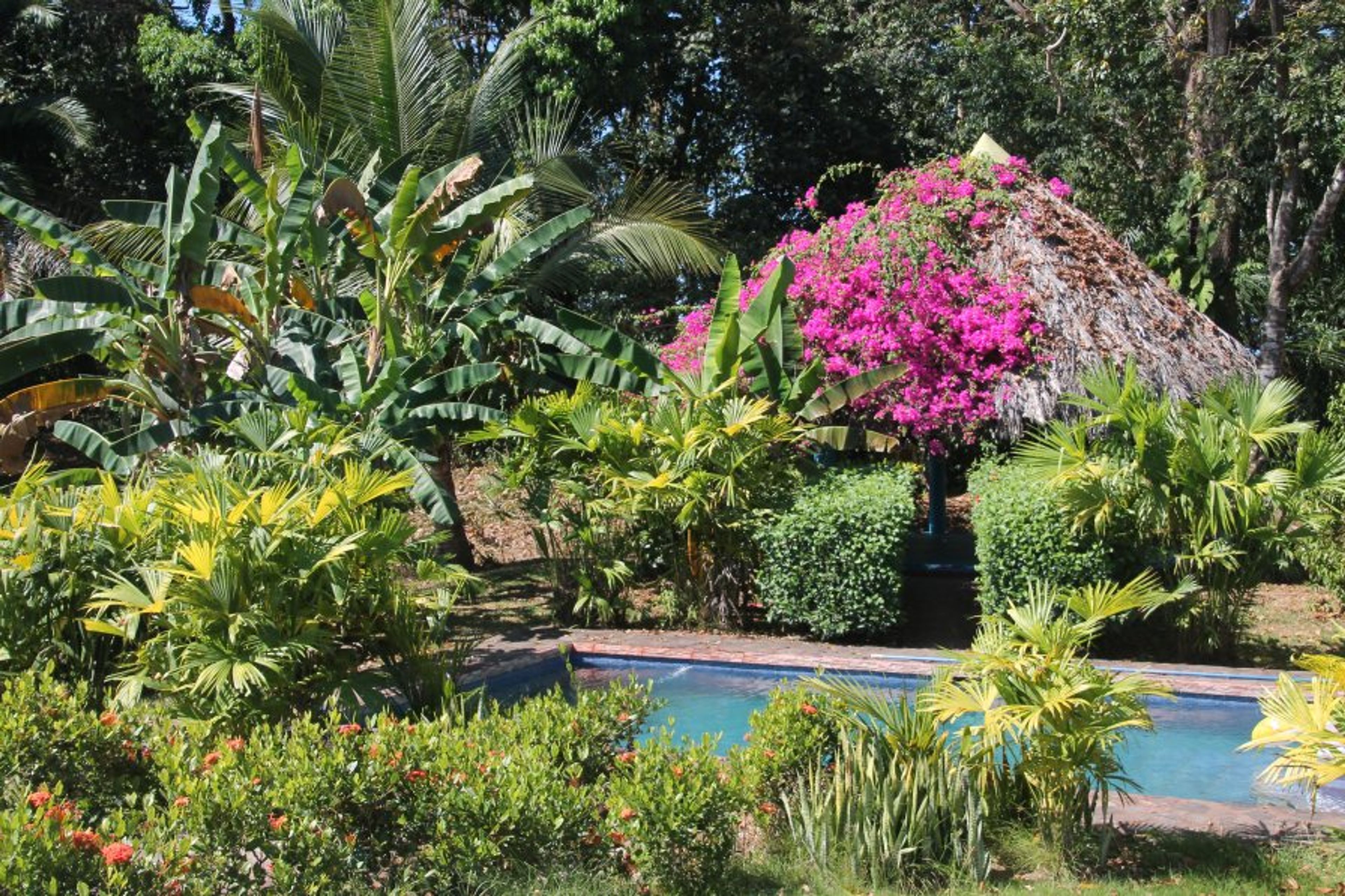 Your private pool and tropical gardens