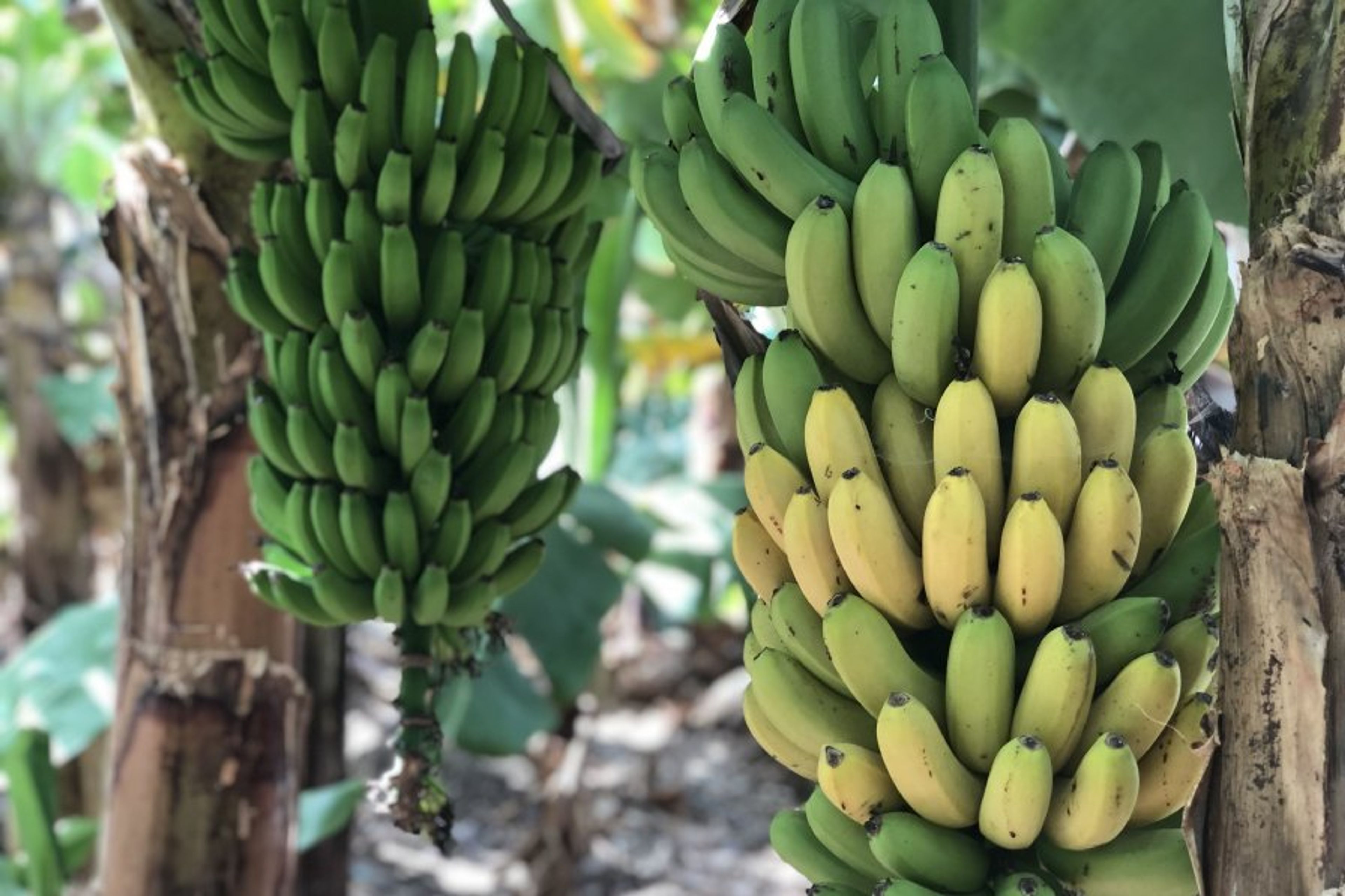 Banana plantation on our farm