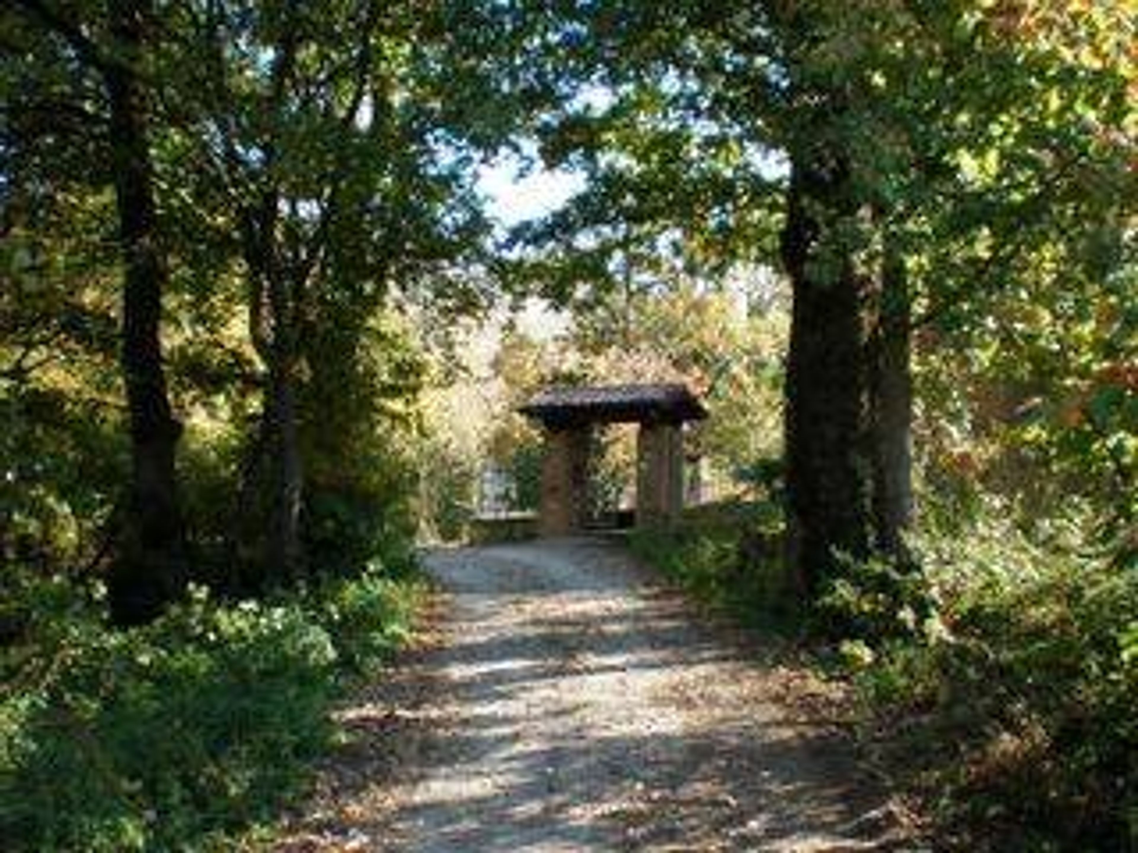 Grove leading to house