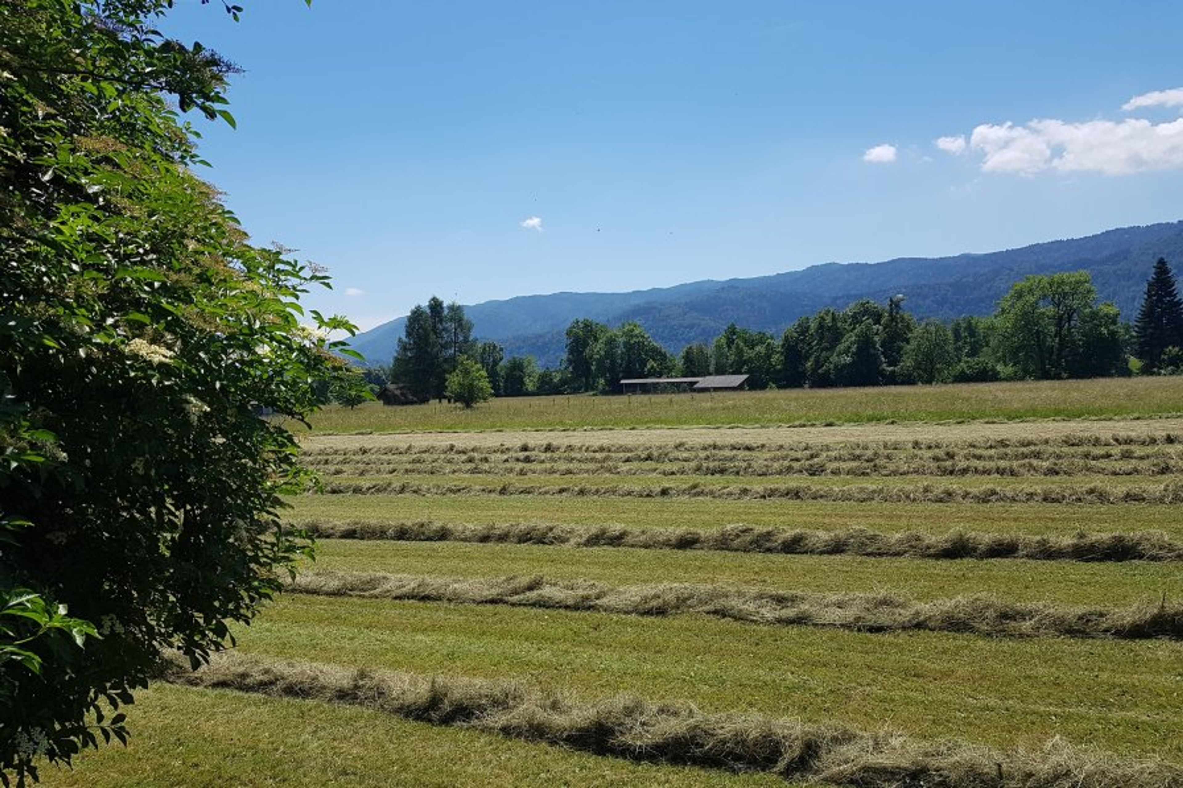 Fields next to our apartments.