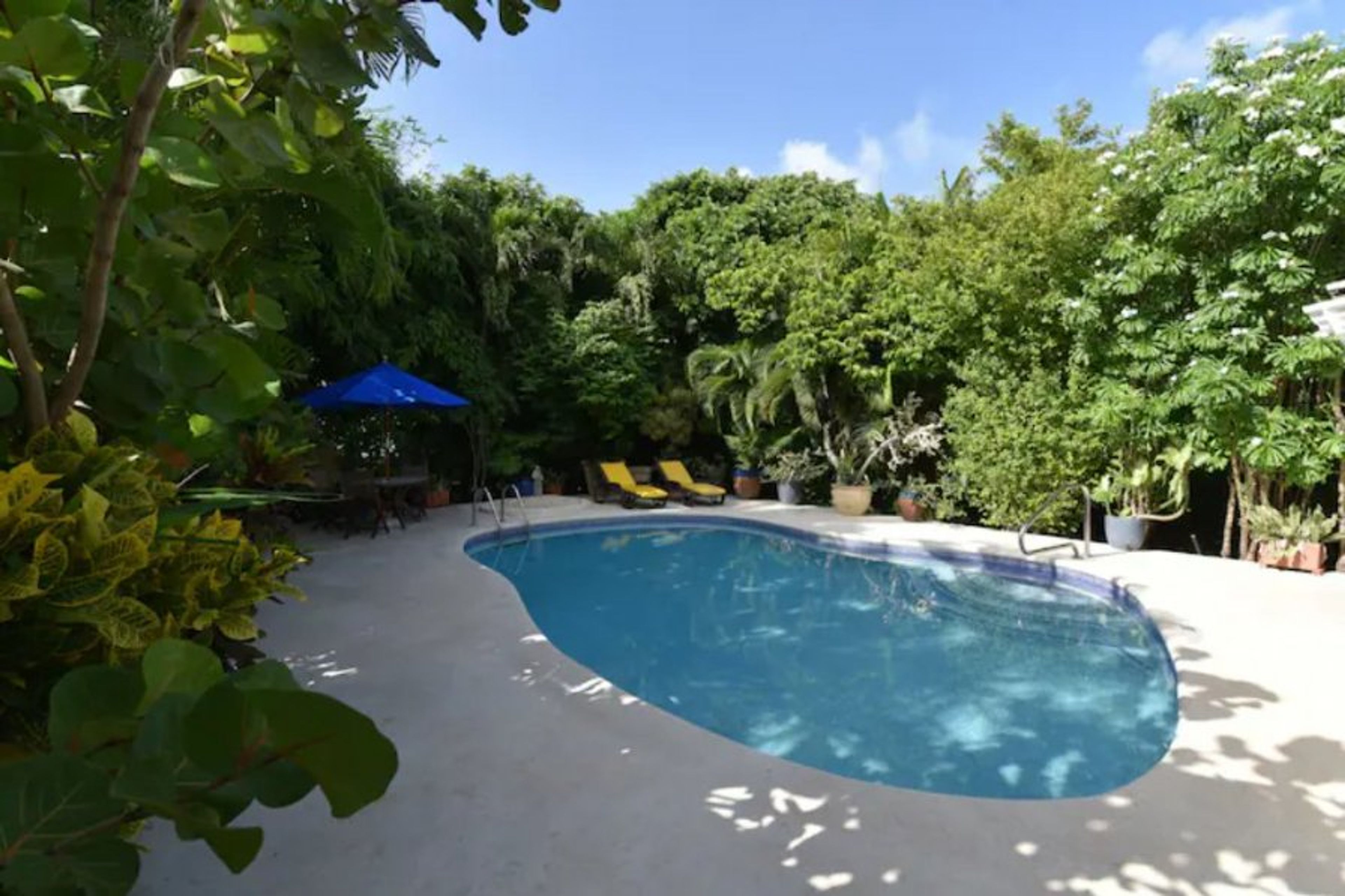 The outside pool surrounded by palm trees, ficus, starfruit tree.