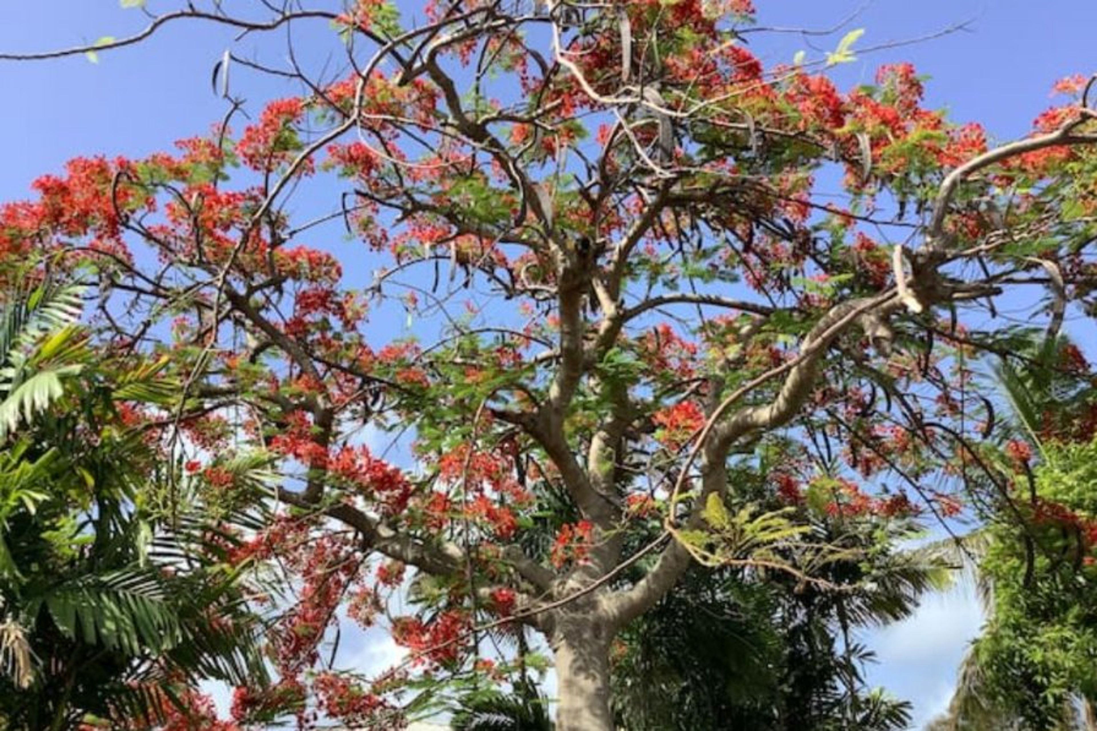 The red tree blazing that you will discover before entering the house.