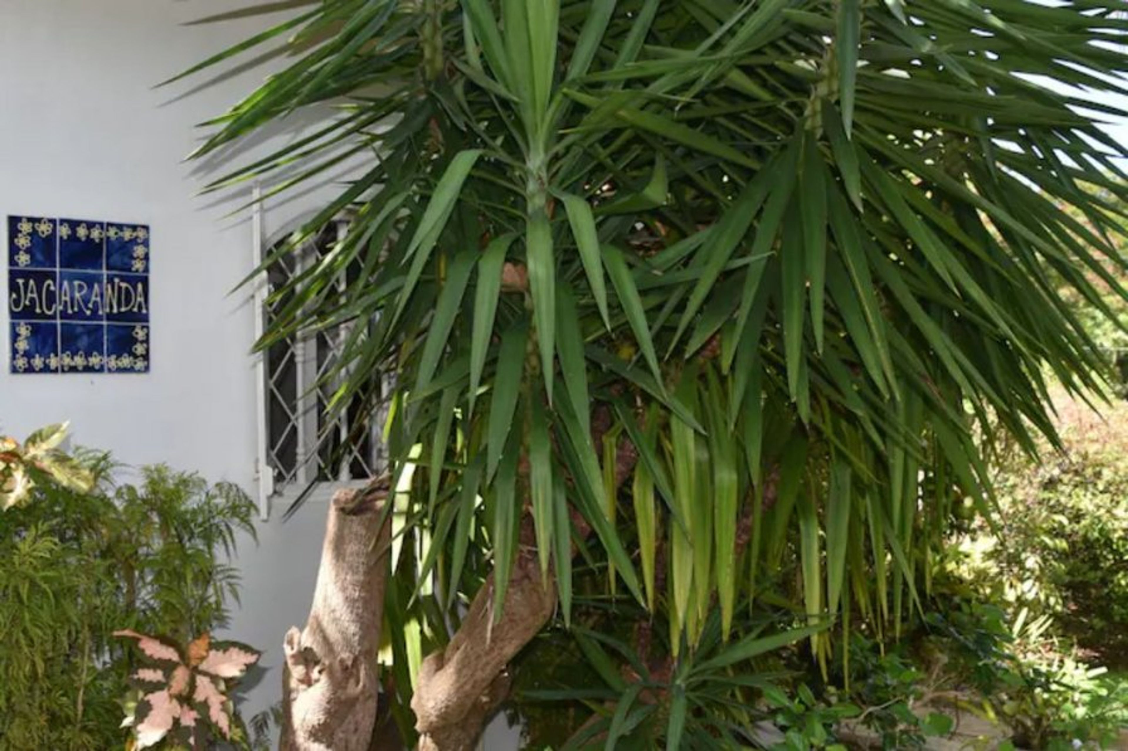 Welcome to Jacaranda!