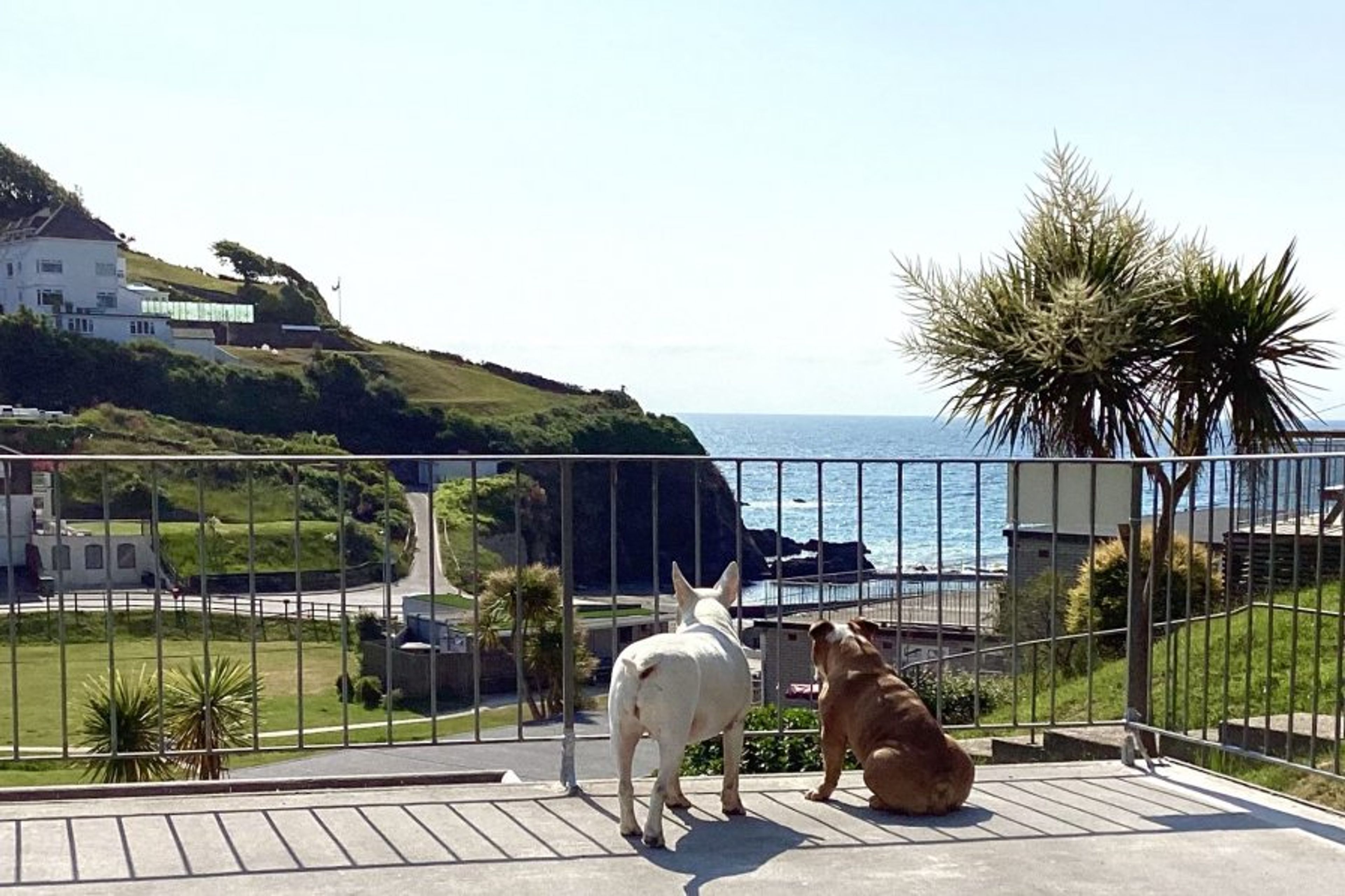 Dog friendly ( 3 dogs)