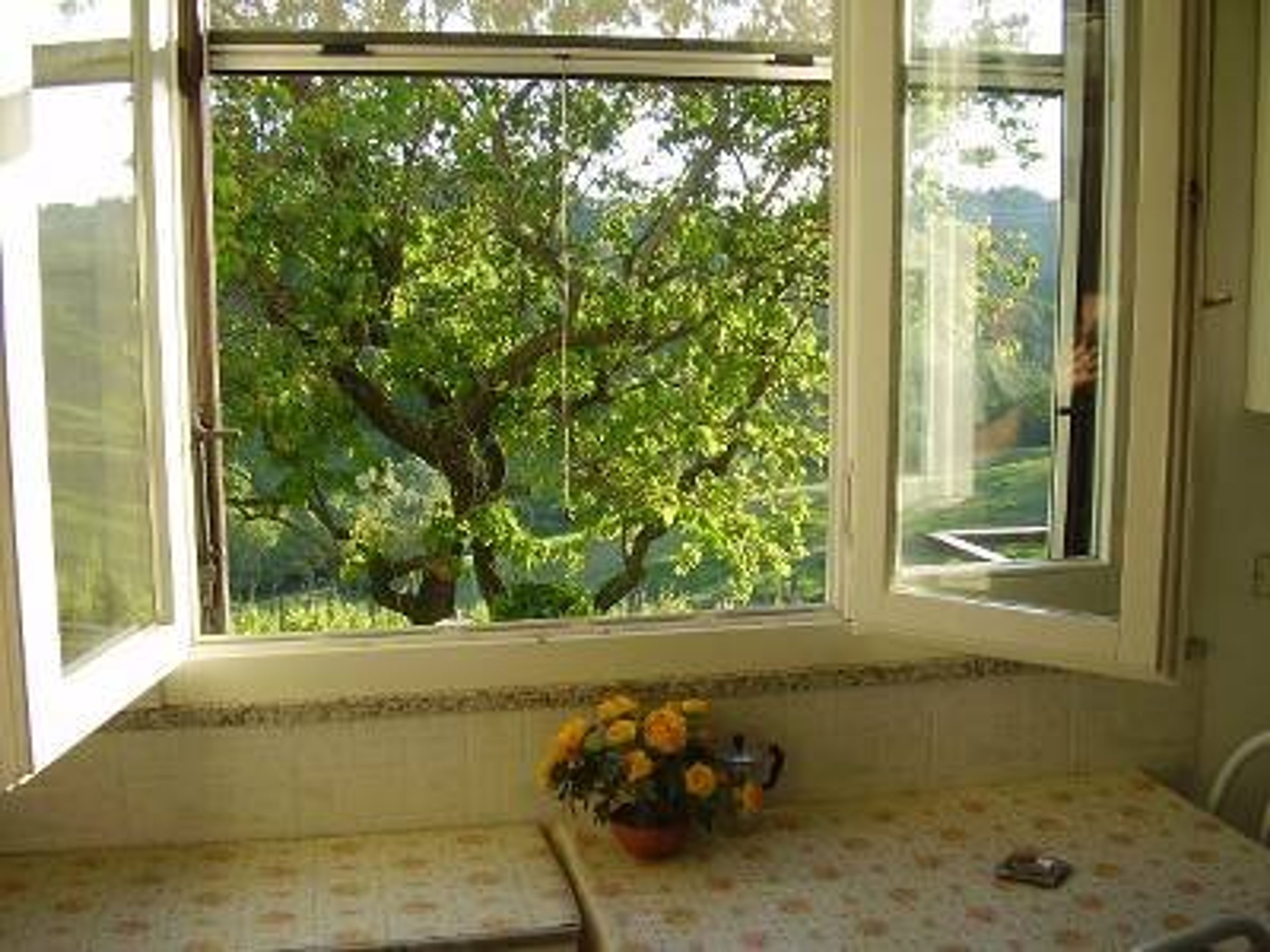 view from the window of the kitchen